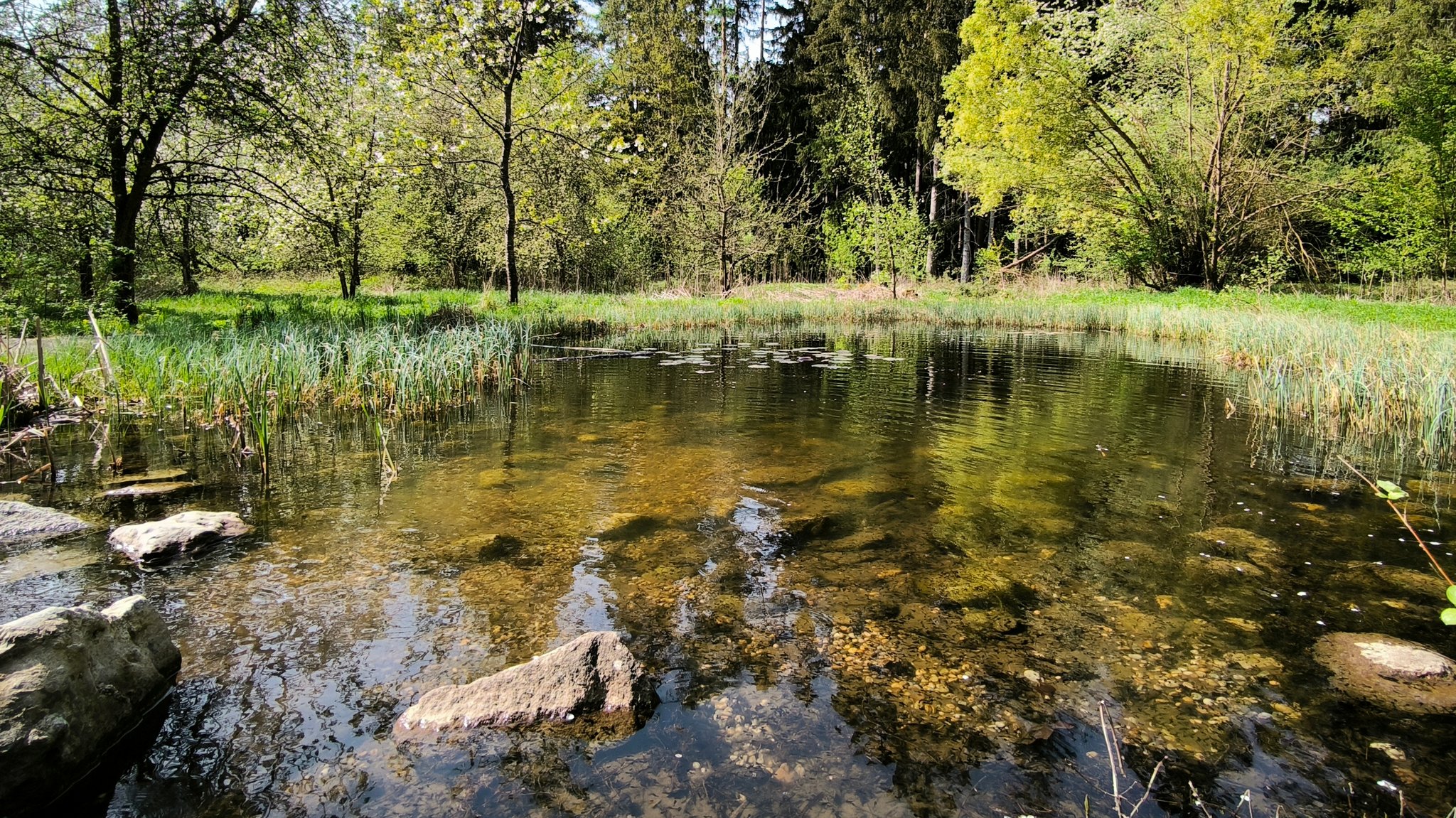 Teich im Mühldorfer Hart.