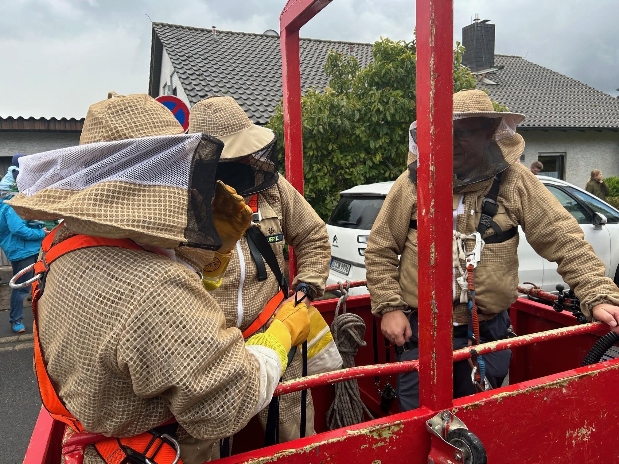 Experten mit speziellen Schutzanzügen werden von einem Kran in die Baumkrone gehoben, um ein Hornissennest zu entfernen.