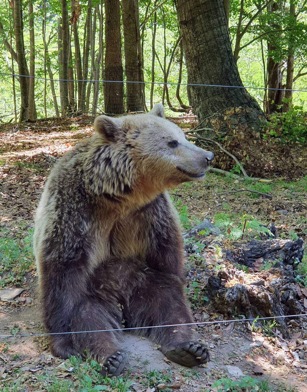 Ein Braunbär in einer Anlage einer Tierschutzorganisation in Bulgarien.