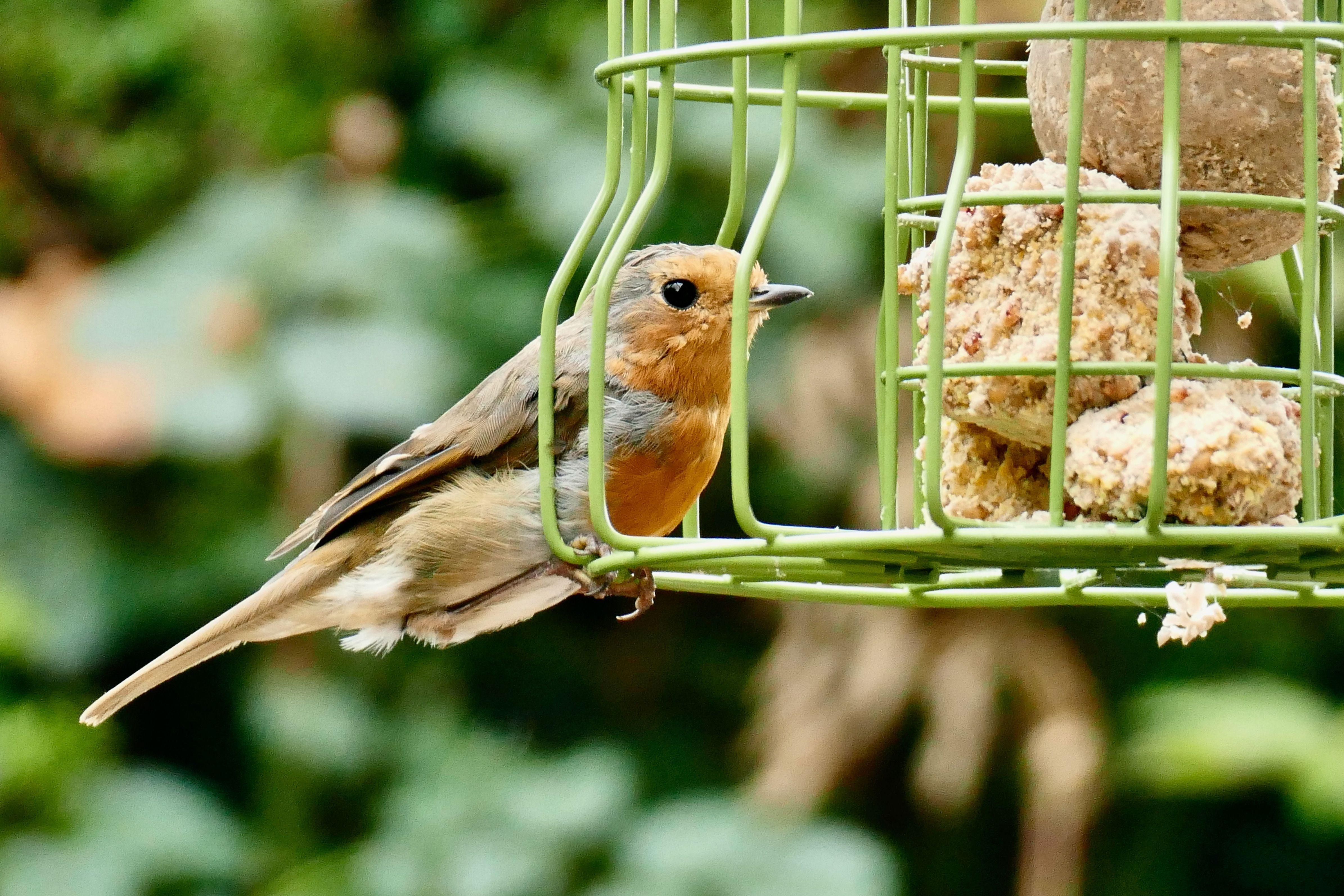 Ein Rotkehlechen sitzt an einem Gitter, indem Futterknödel drin sind