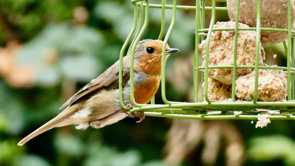 Ein Rotkehlechen sitzt an einem Gitter, indem Futterknödel drin sind