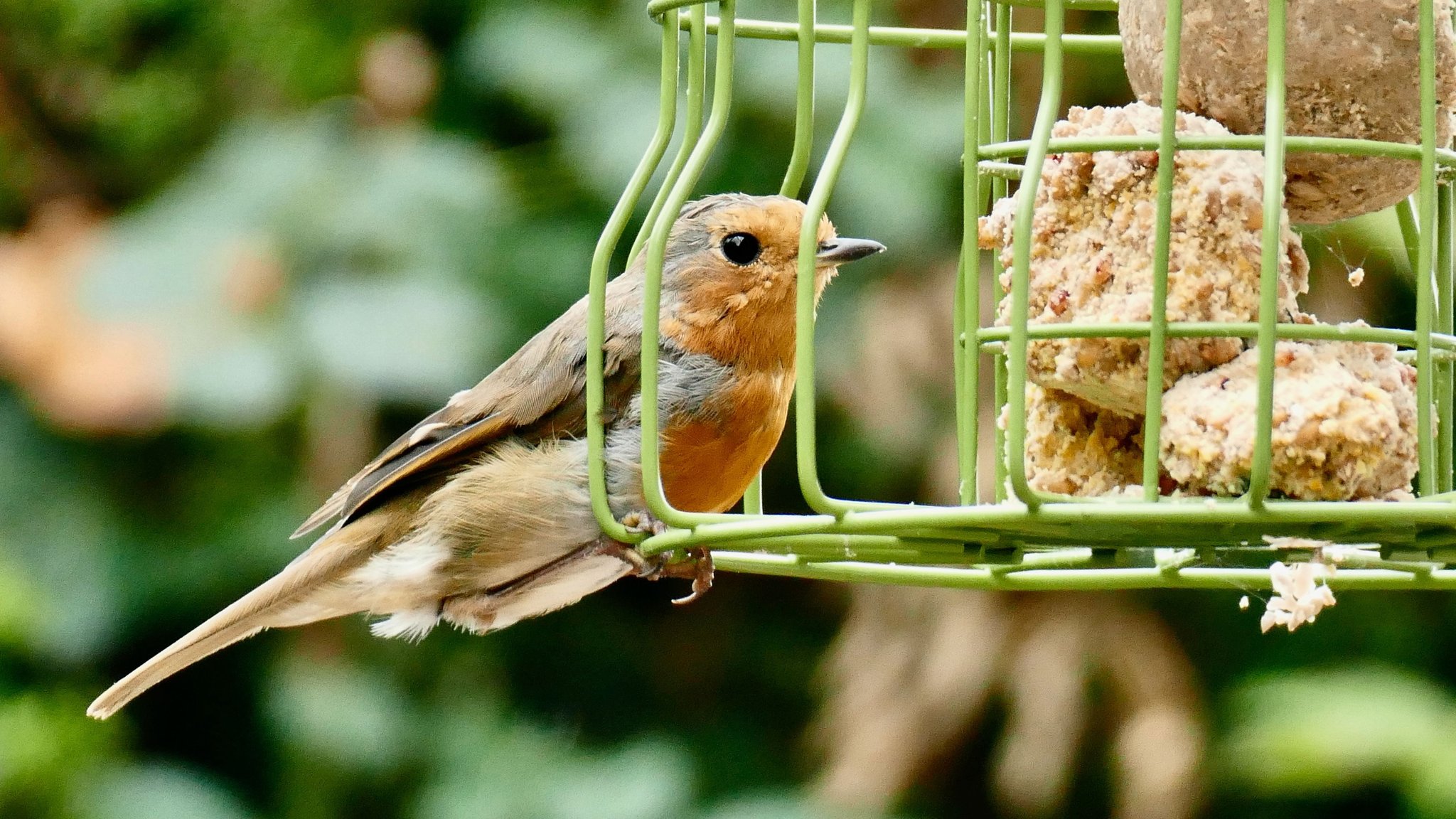 Ein Rotkehlechen sitzt an einem Gitter, indem Futterknödel drin sind