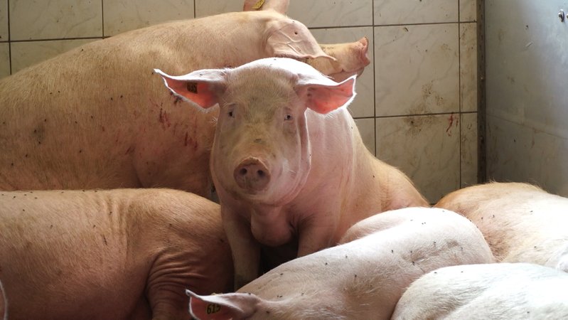 Die Fälle der Afrikanischen Schweinepest bei Wildschweinen häufen sich, in Brandenburg sind mittlerweile auch erste Schweinemäster betroffen. Deswegen werden auch in Bayern die Präventionsmaßnahmen verstärkt.