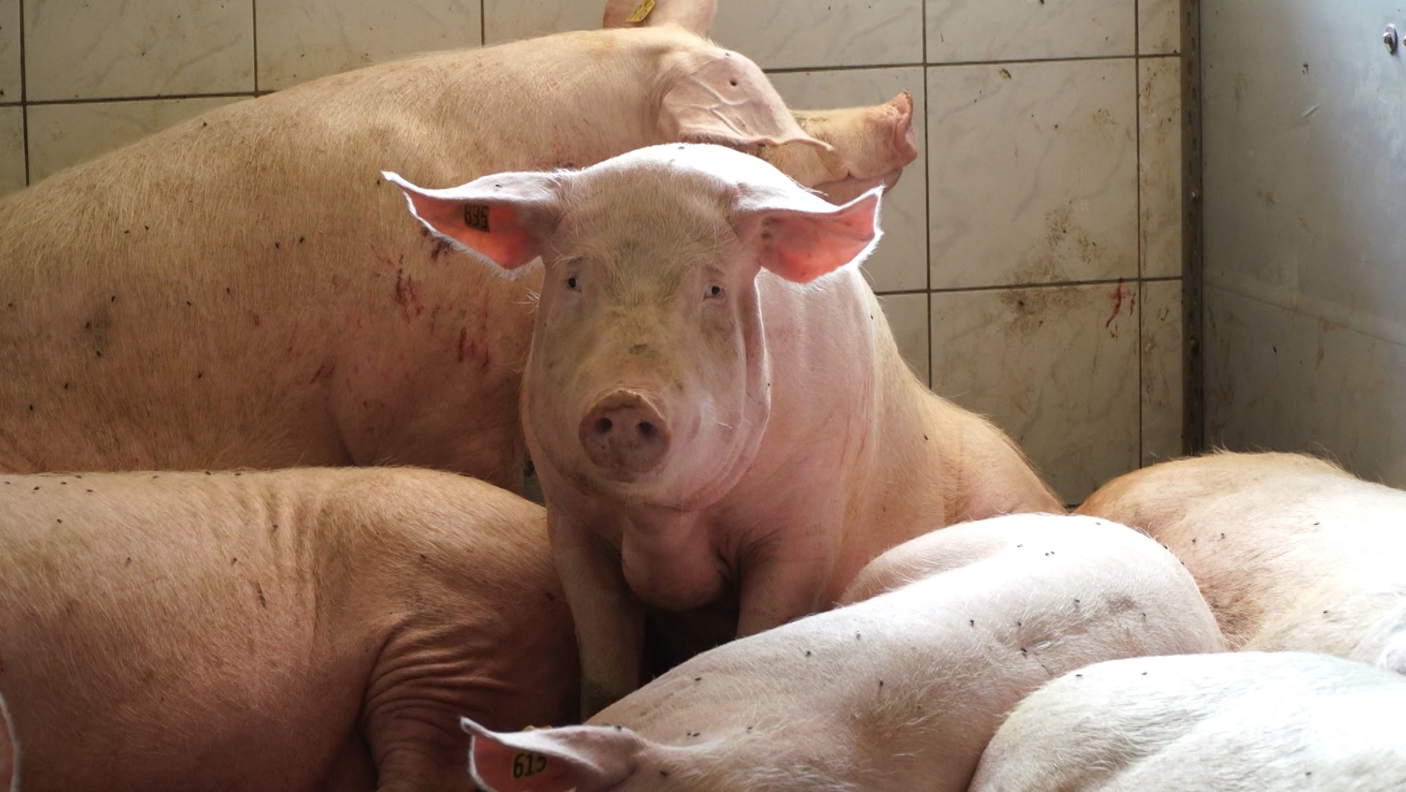 Die Fälle der Afrikanischen Schweinepest bei Wildschweinen häufen sich, in Brandenburg sind mittlerweile auch erste Schweinemäster betroffen. Deswegen werden auch in Bayern die Präventionsmaßnahmen verstärkt.