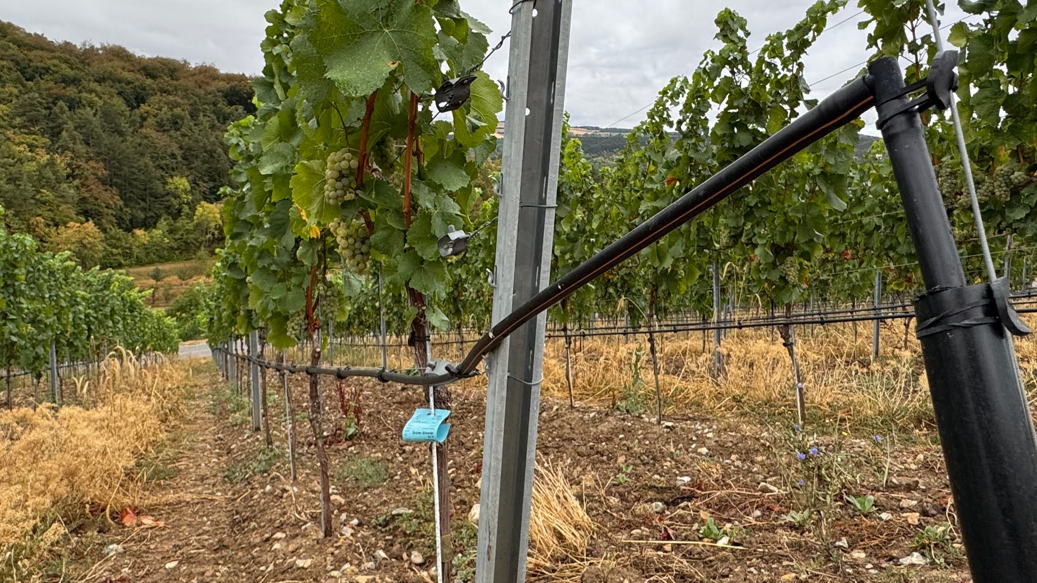 Die Weinreben kurz vor der Weinlese stehen auf trockenem Boden, ein Bewässerungsschlauch mit Tröpfchenbewässerung ist zu sehen | Bild: BR/ Pirmin Breninek Die Weinreben kurz vor der Weinlese stehen auf trockenem Boden, ein Bewässerungsschlauch mit Tröpfchenbewässerung ist zu sehen