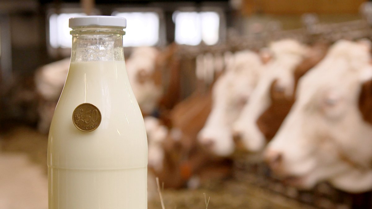 Bauern bangen: Milchpreis schon wieder in der Abwärtsspirale