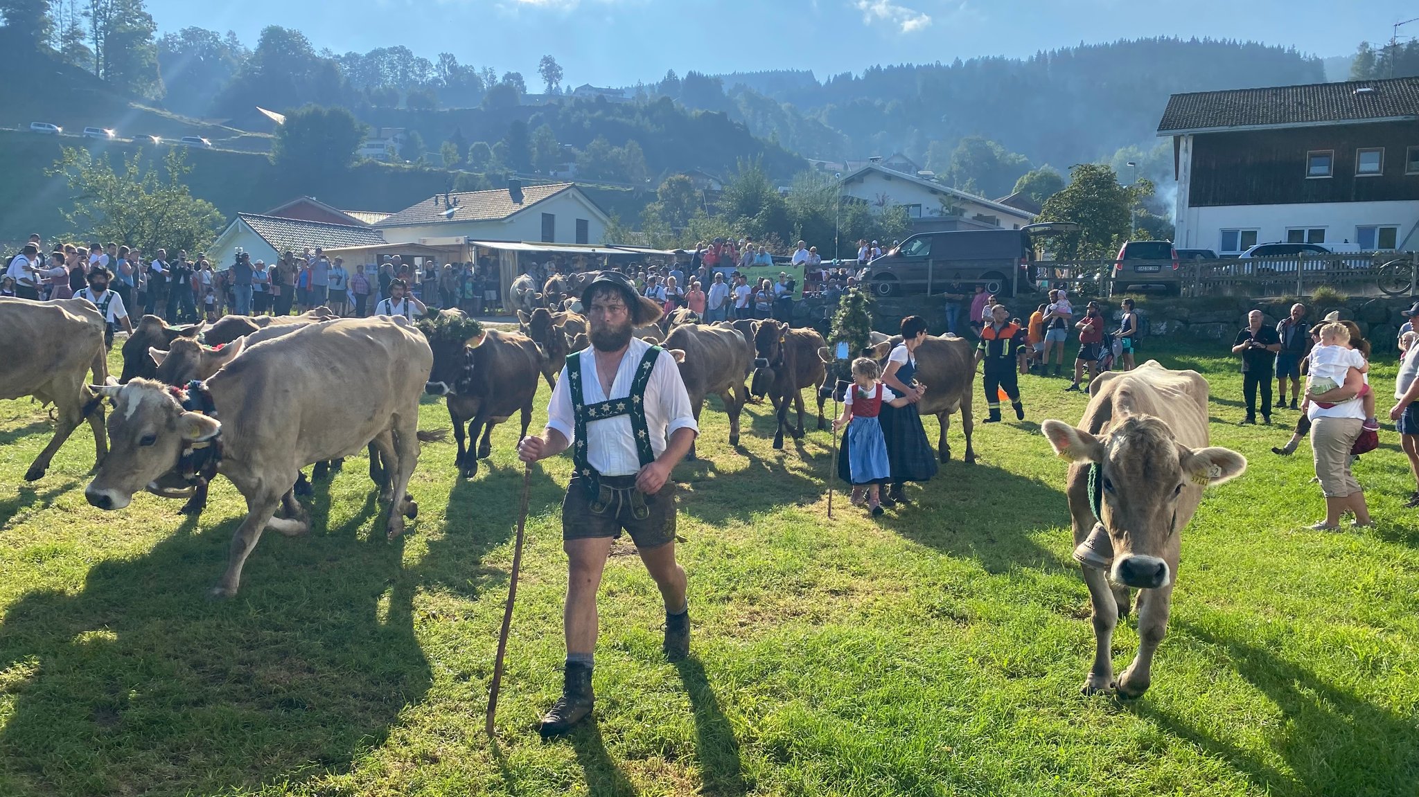 Alpsommer endet - Viehscheid im Allgäu