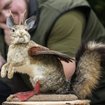 Der Wolpertinger - Dichtung und Wahrheit | Bild: picture alliance / ASSOCIATED PRESS | Martin Meissner