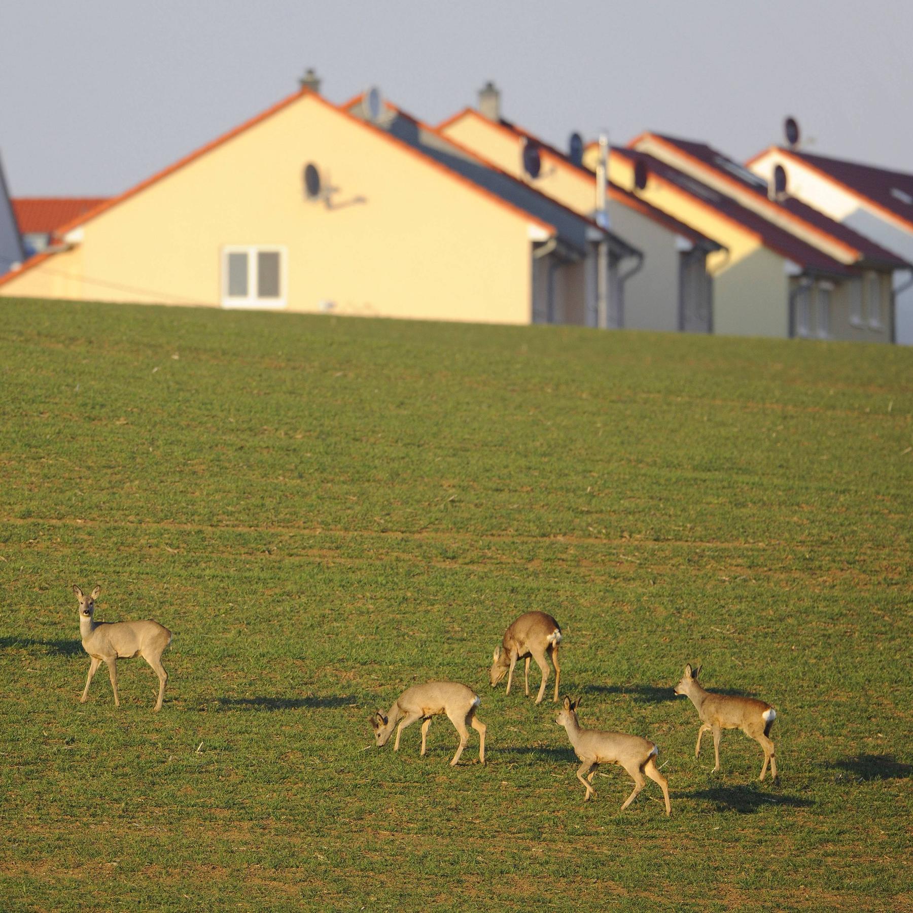 Schönheit der Provinz - Perspektiven auf die Ränder des Landes episode artwork