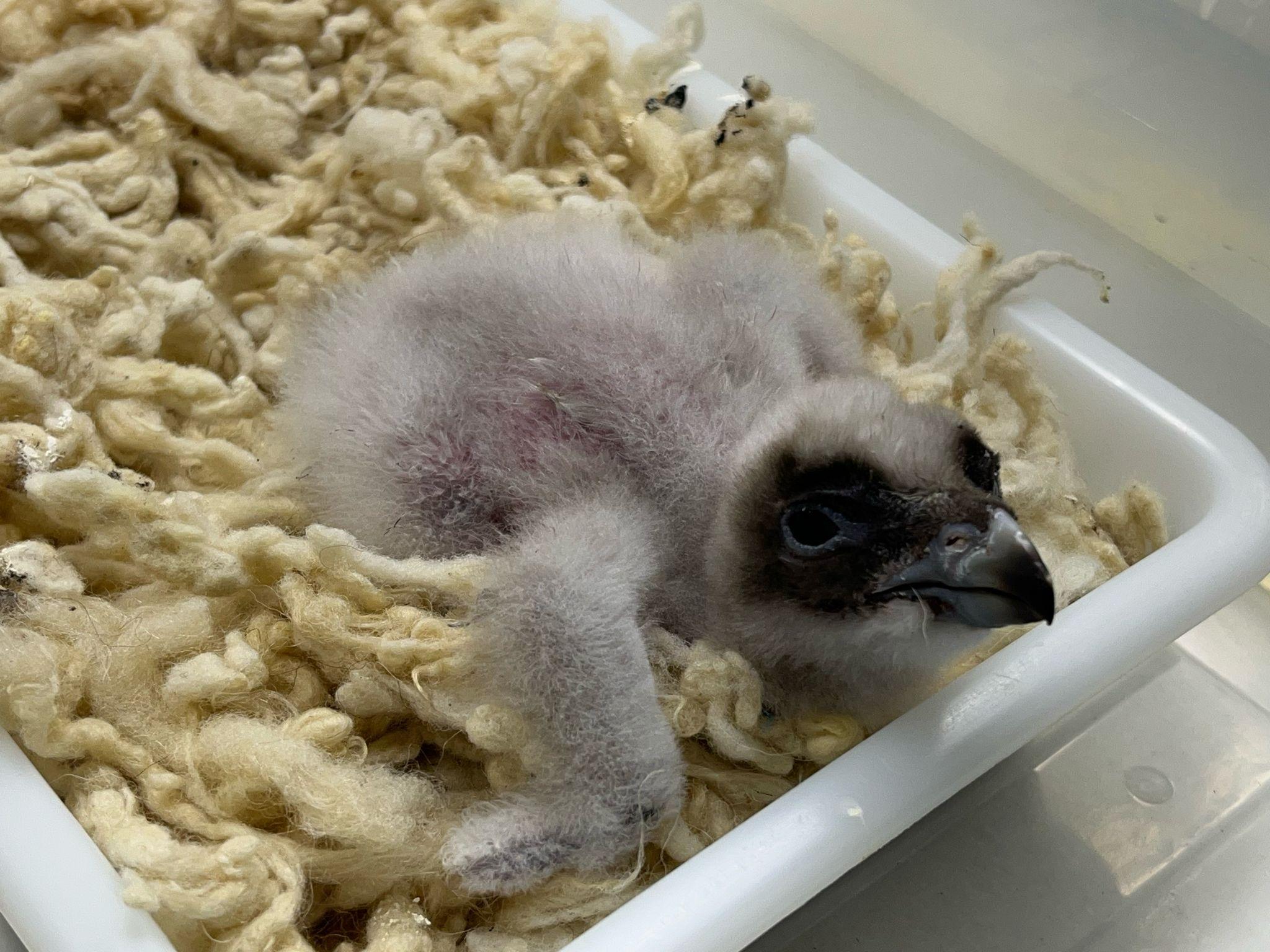Bartgeier-Küken aus der Zuchtstation Guadalentin