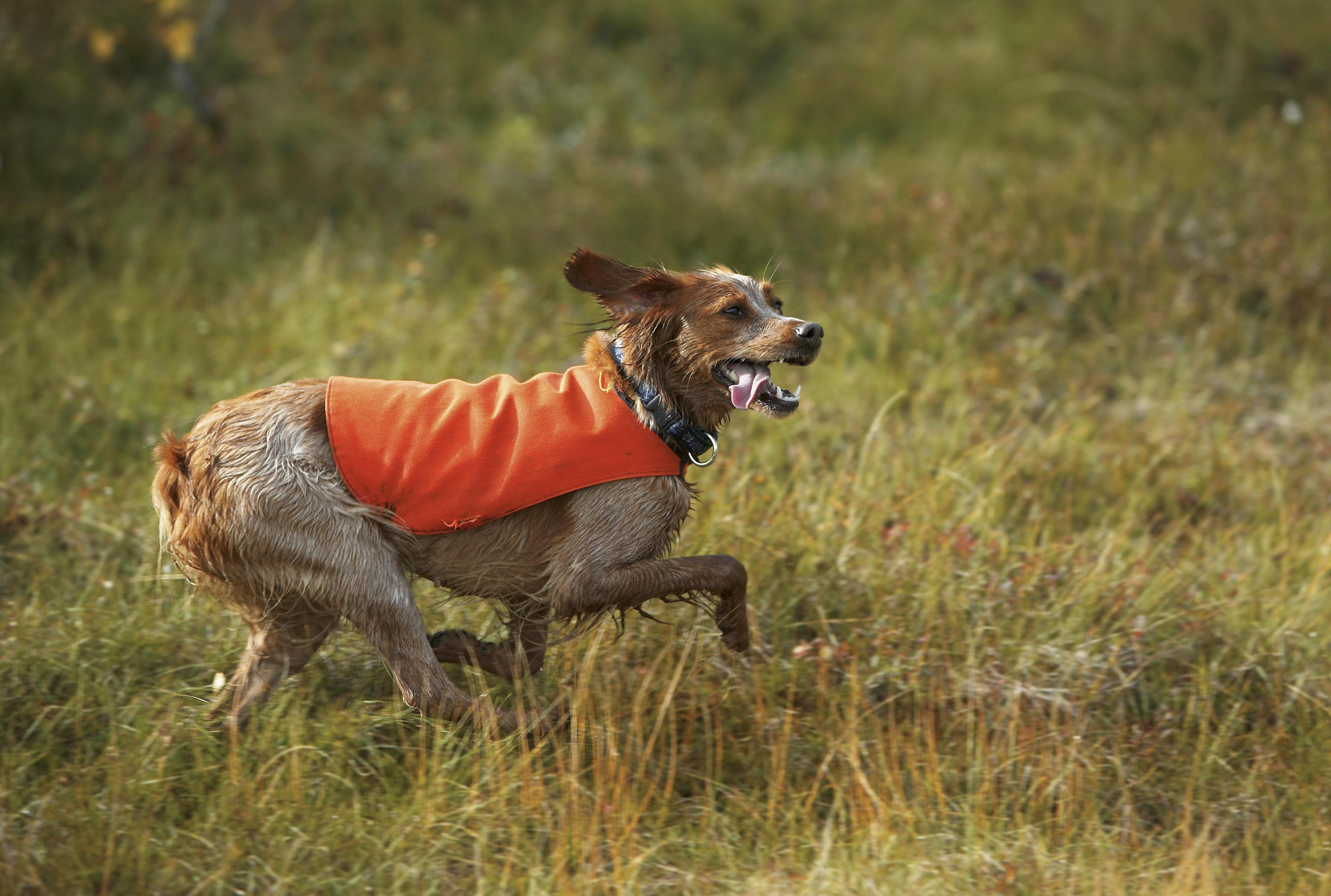 Jagdhund läuft über eine Wiese