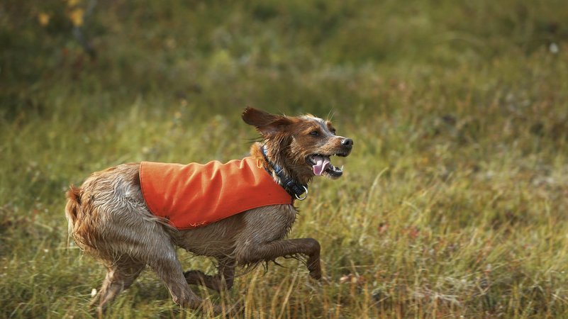 Jagdhund läuft über eine Wiese | Bild: picture alliance / imageBROKER | Elisabeth Hoiberg Jagdhund läuft über eine Wiese