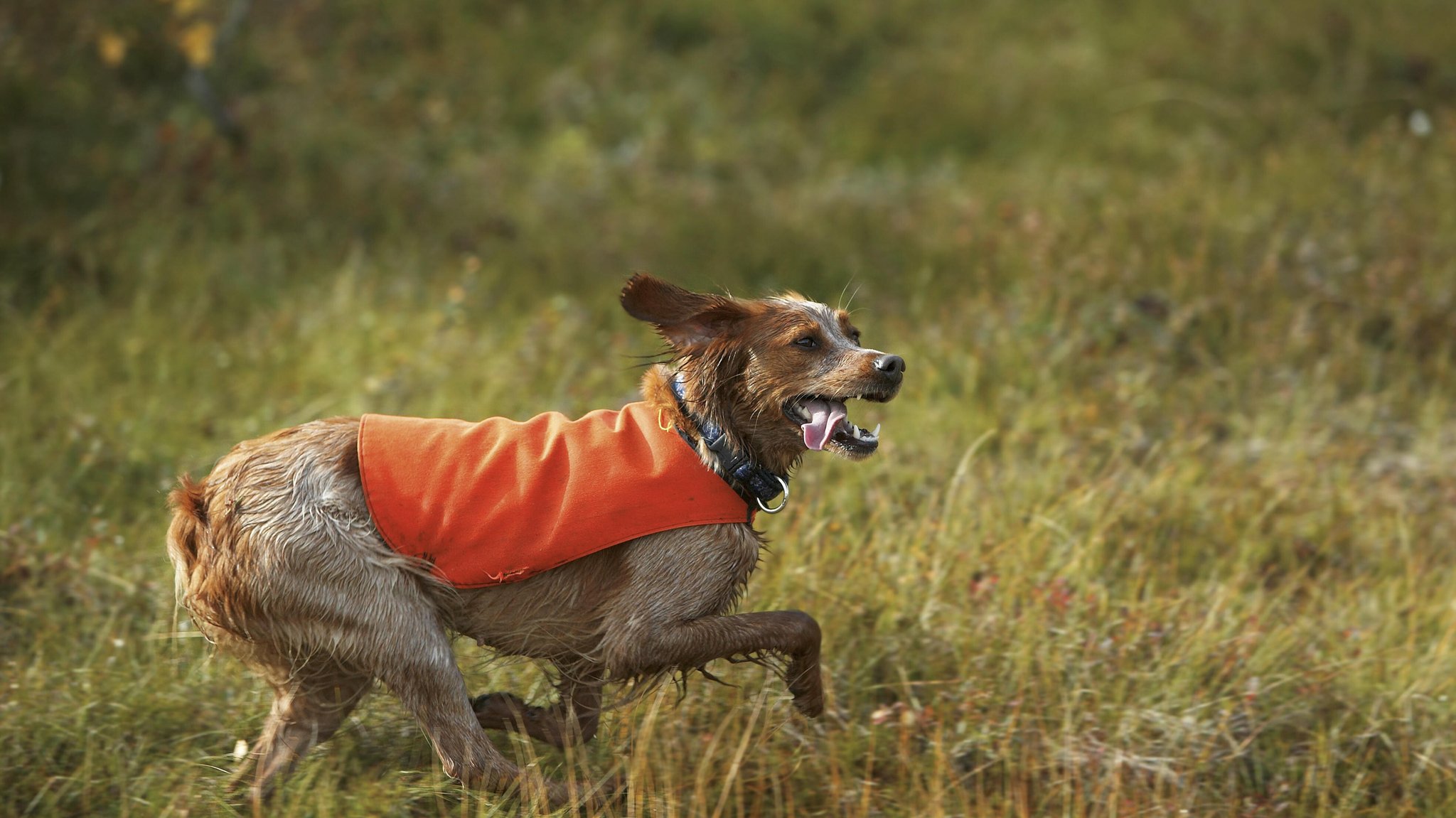 Jagdhund läuft über eine Wiese