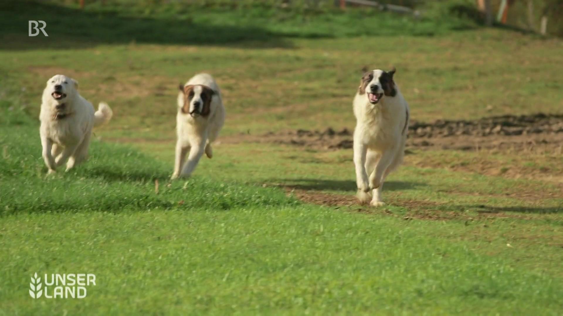 Sicher Vor Dem Wolf Herdenschutzhunde