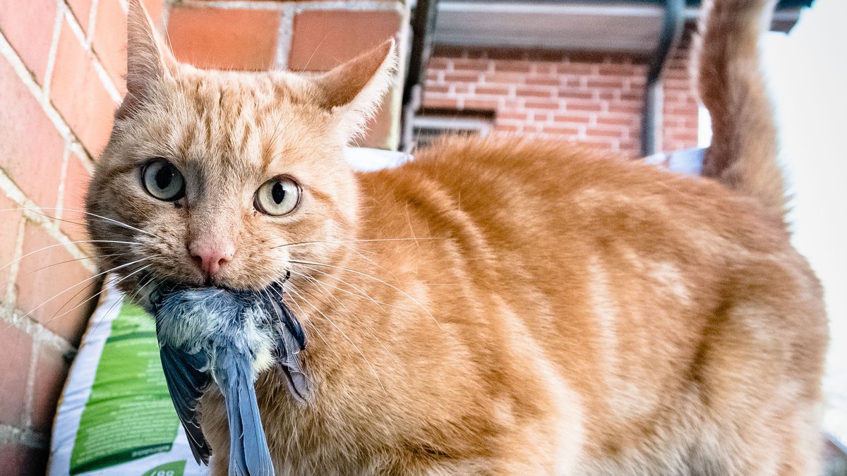 Eine orangefarbene Katze mit einem Vogel im Maul