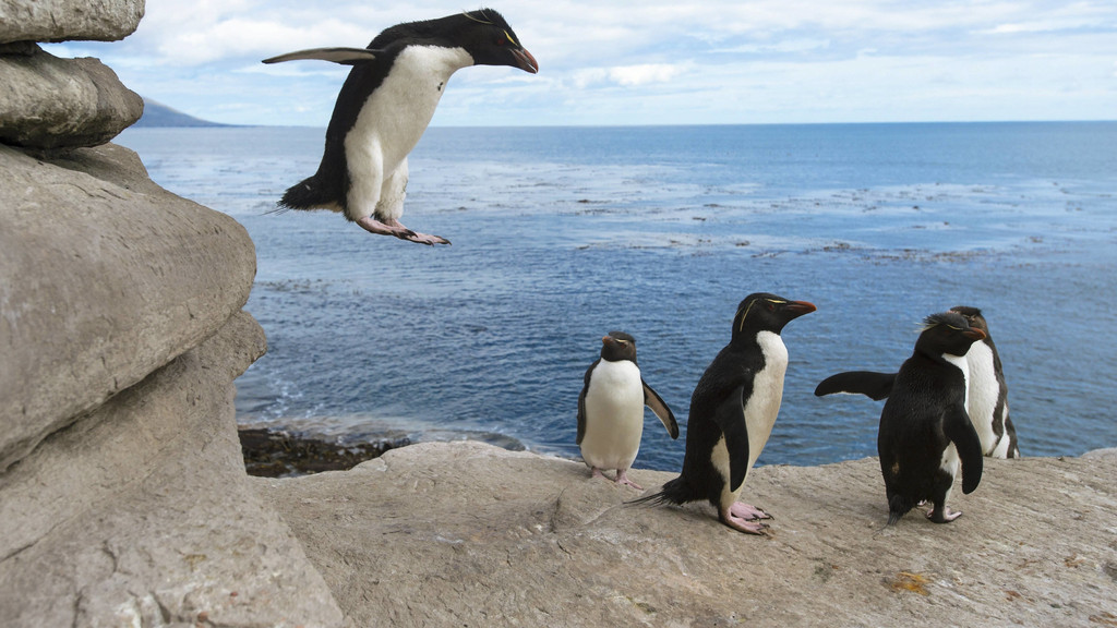 Am 20. Januar ist Ehrentag der Pinguine. Hier sind springende Felsenpinguine zu sehen. 