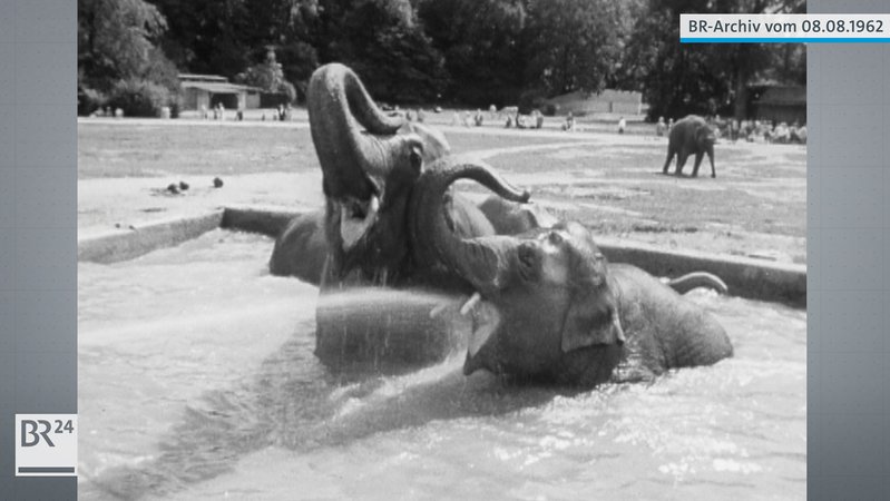 Zwei Elefanten im  Freigehege des Tierpark Hellabrunn beim Abkühlen im Wasserbecken