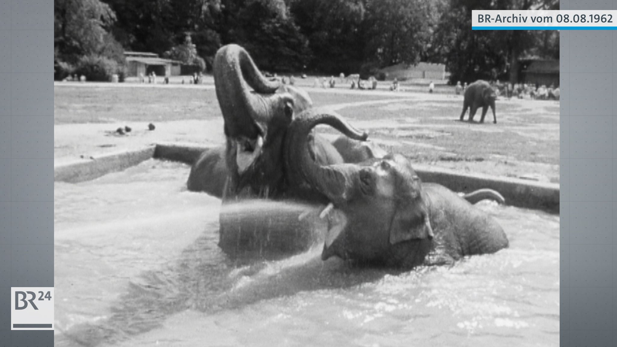 Zwei Elefanten im  Freigehege des Tierpark Hellabrunn beim Abkühlen im Wasserbecken