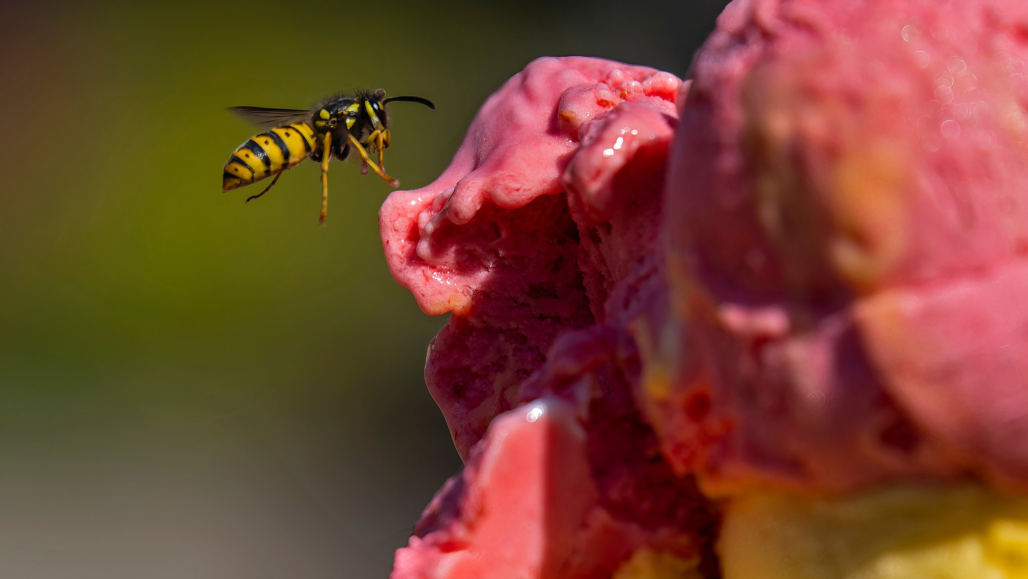 Wespe fliegt auf eine himbeerfarbene Speiseeiskugel zu | Bild: picture alliance / M.i.S. | Bernd Feil Wespe fliegt auf eine himbeerfarbene Speiseeiskugel zu