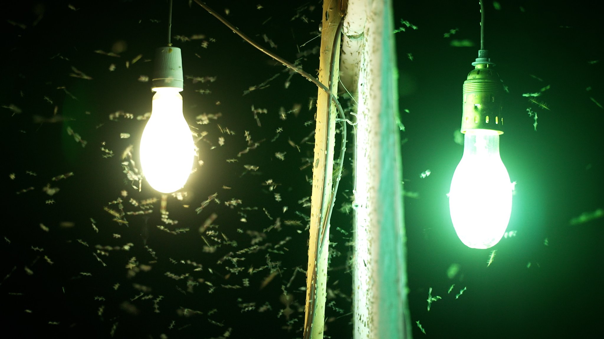 Eine Lichtfalle für Nachtfalter: Zwei Glühlampen unterschiedlicher Farbe vor und hinter einer weißen Leinwand, darum schwirren viele Insekten. | Bild: BR/Karl Spannenberger Eine Lichtfalle für Nachtfalter: Zwei Glühlampen unterschiedlicher Farbe vor und hinter einer weißen Leinwand, darum schwirren viele Insekten.