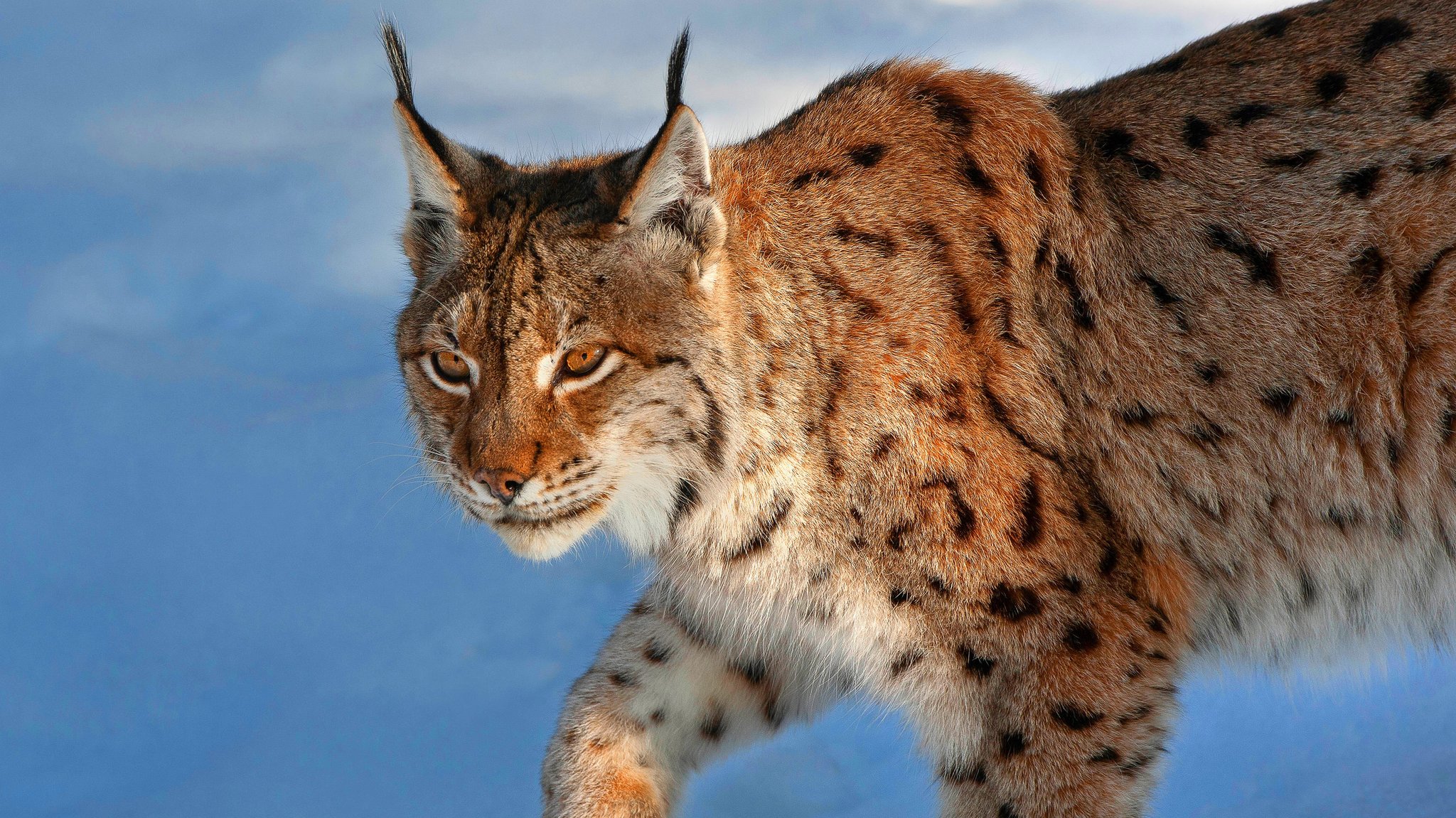 Eurasischer Luchs im Nationalpark Bayerischer Wald läuft im Schnee