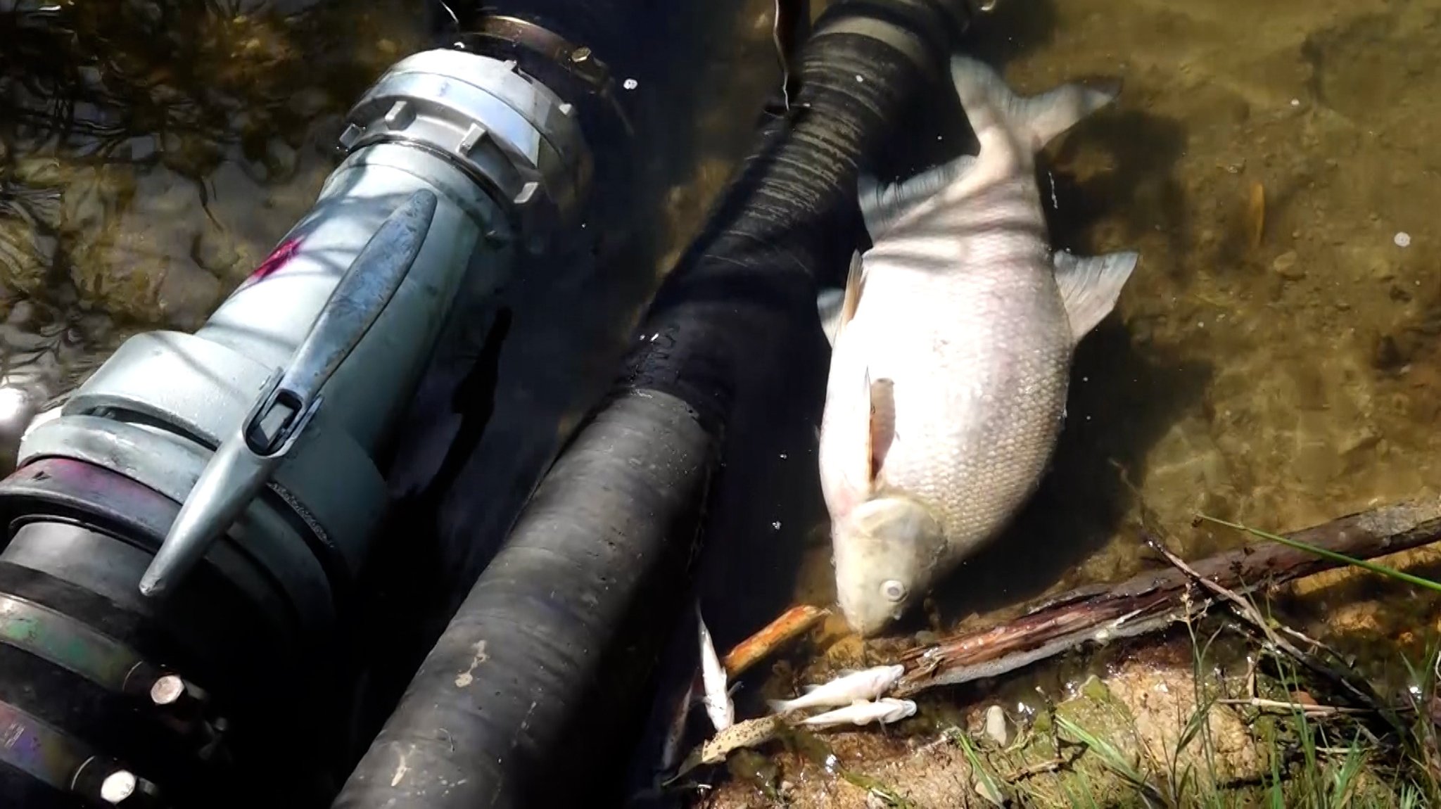 Badeverbot nach Fischsterben in Kulmbacher Naherholungsgebiet | Bild: BR Badeverbot nach Fischsterben in Kulmbacher Naherholungsgebiet