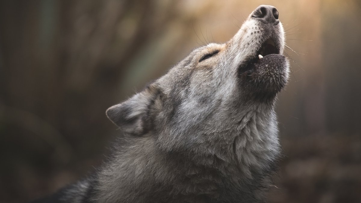 Symbolbild: Nahaufnahme eines heulenden Wolfs