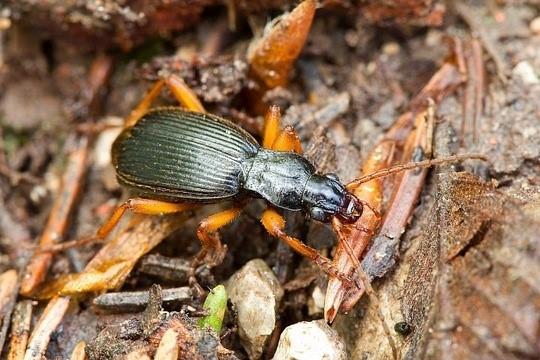 Der extrem seltene Schwarze Bombardierkäfer sitzt auf Gehölz. 