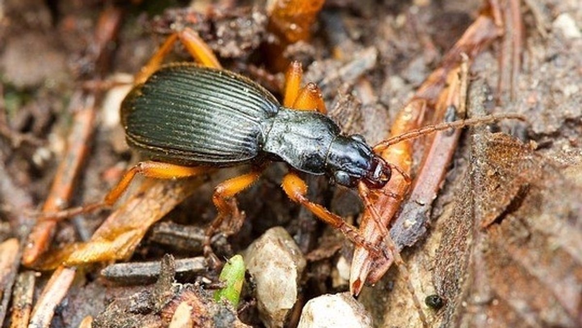 Der extrem seltene Schwarze Bombardierkäfer sitzt auf Gehölz. | Bild: Heinz Sielmann Stiftung/Zdeněk Hanč Der extrem seltene Schwarze Bombardierkäfer sitzt auf Gehölz.