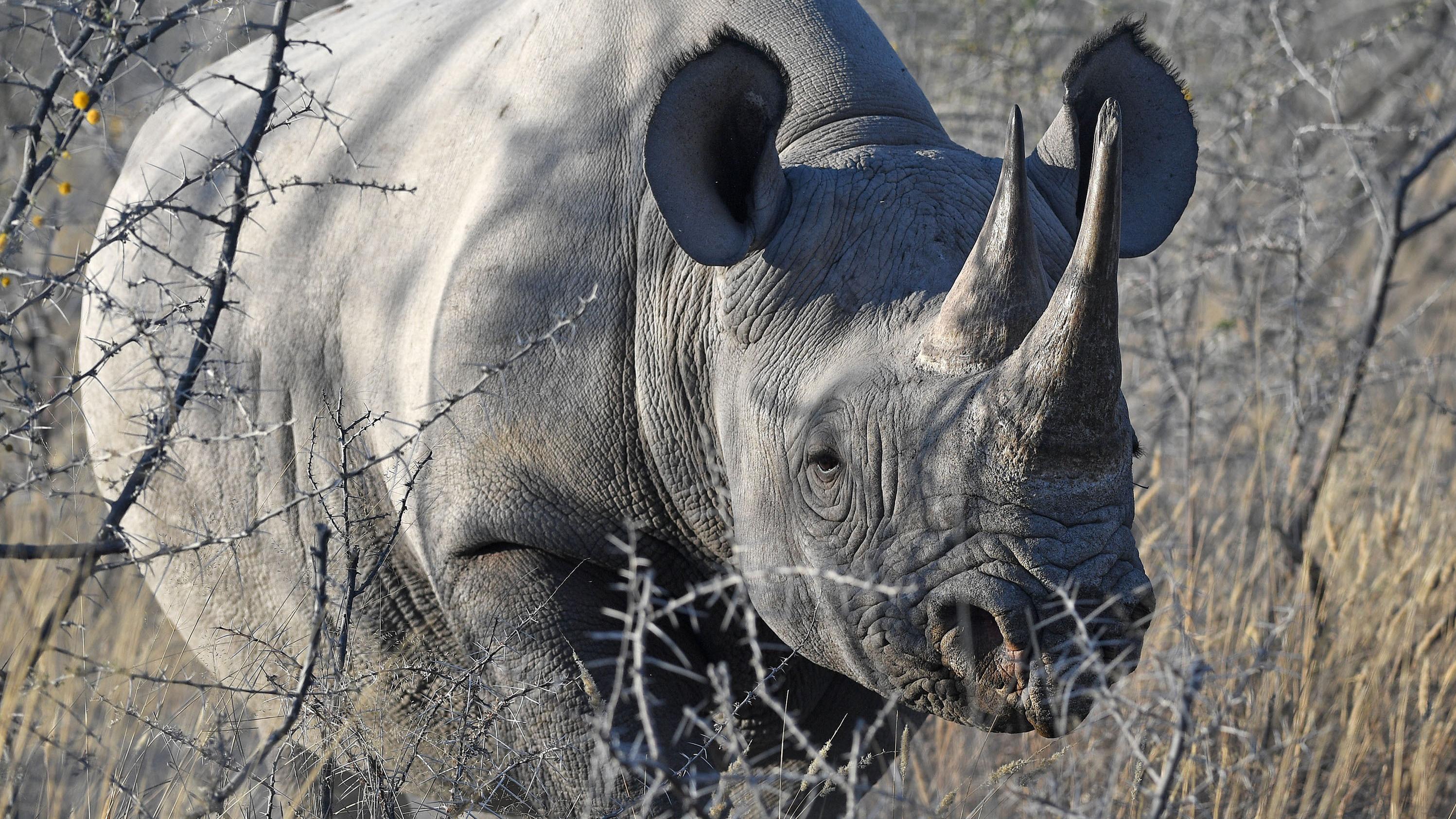Prof. Dr. Thomas Hildebrandt: Warum muss das Nashorn in die Petrischale?