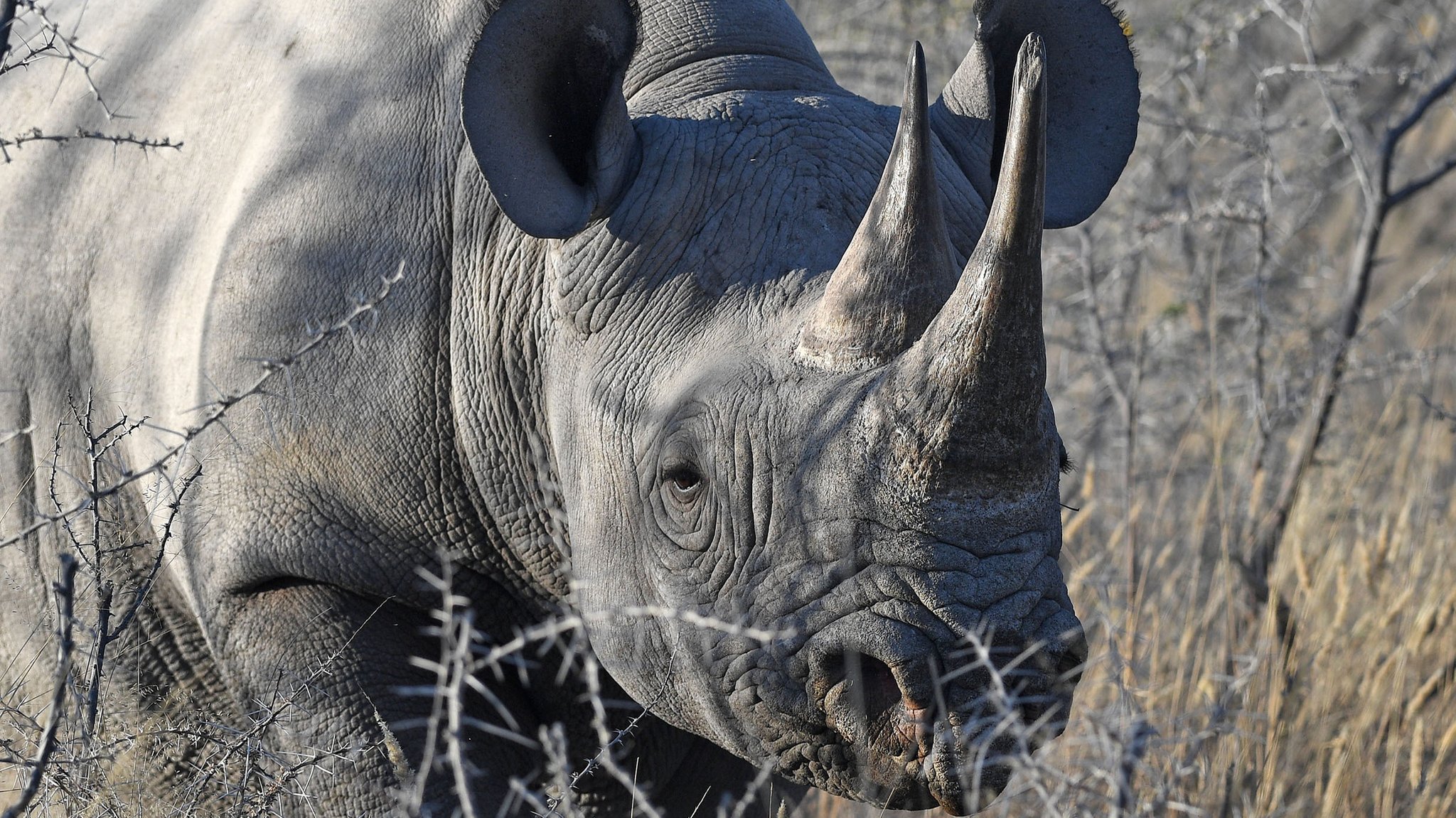 Prof. Dr. Thomas Hildebrandt: Warum muss das Nashorn in die Petrischale?