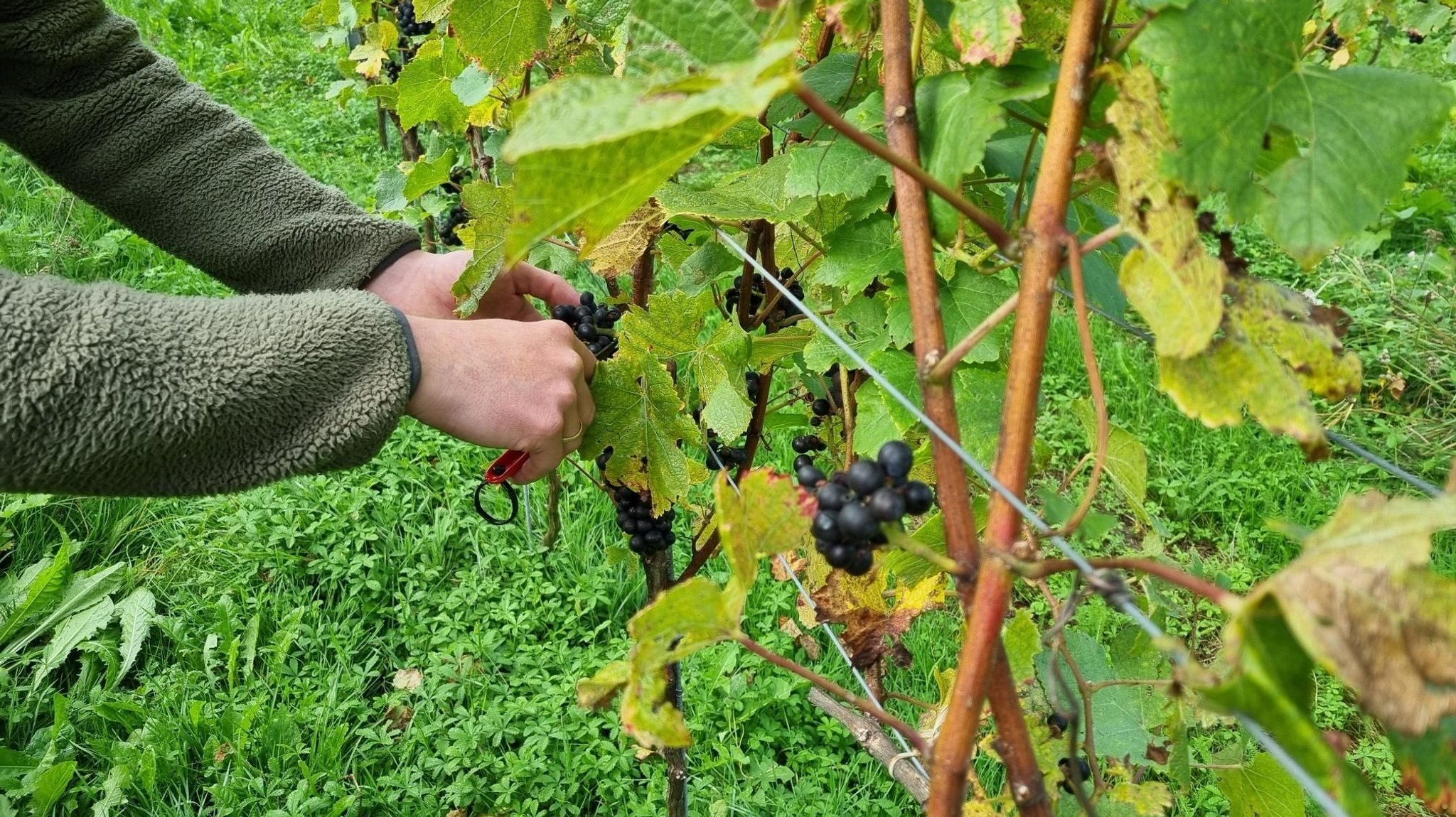 Rote Trauben hängen an einem Rebstock und werden mit einer Schere abgezwickt. Weinbauer Simon Hornstein erntet an seinem Weinberg in Nonnenhorn gerade die Trauben für den Spätburgunder.