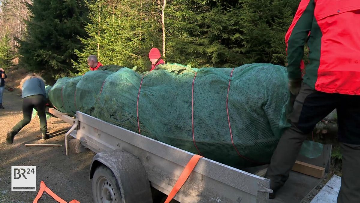 Christbaum Aus Dem Fichtelgebirge Alleine Unterwegs Nach Berlin Br24