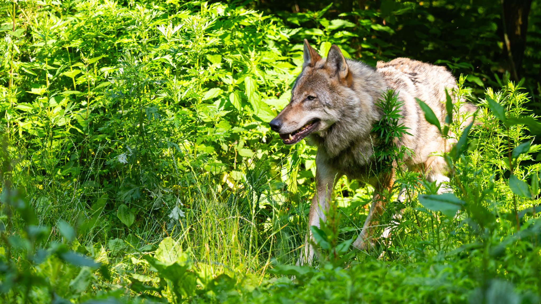 Bayern kritisiert Bund für Wolfseinstufung im Alpenraum