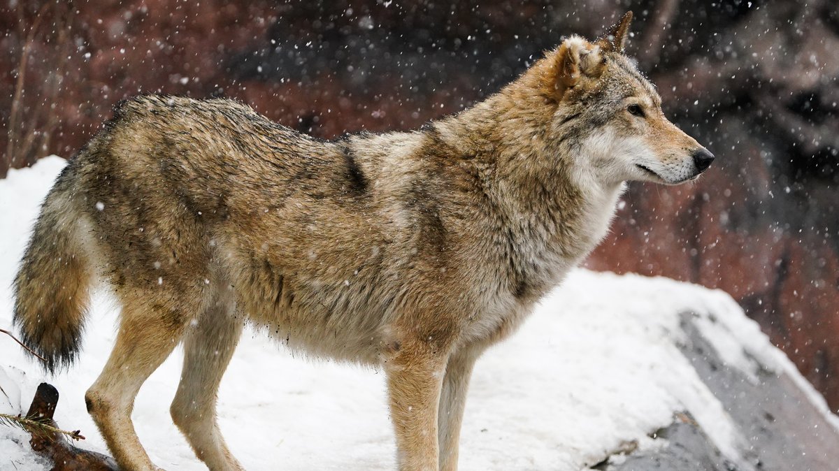 Regierung von Oberbayern will Wolf weiterhin abschießen lassen