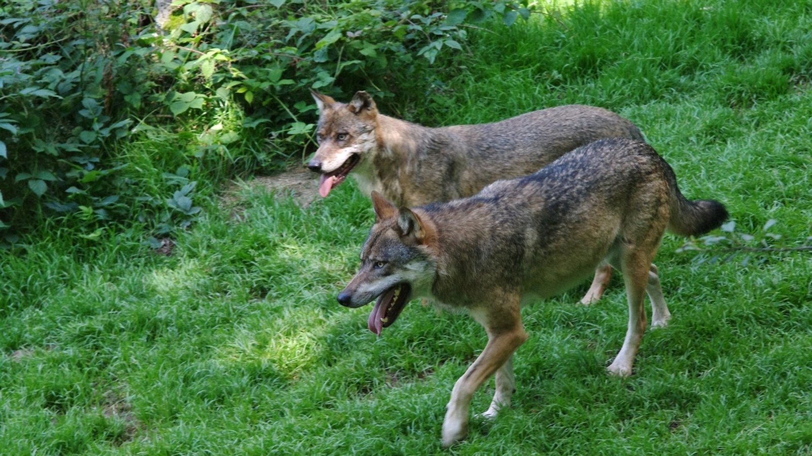 Wölfe aus Nationalpark Bayerischer Wald ausgebrochen