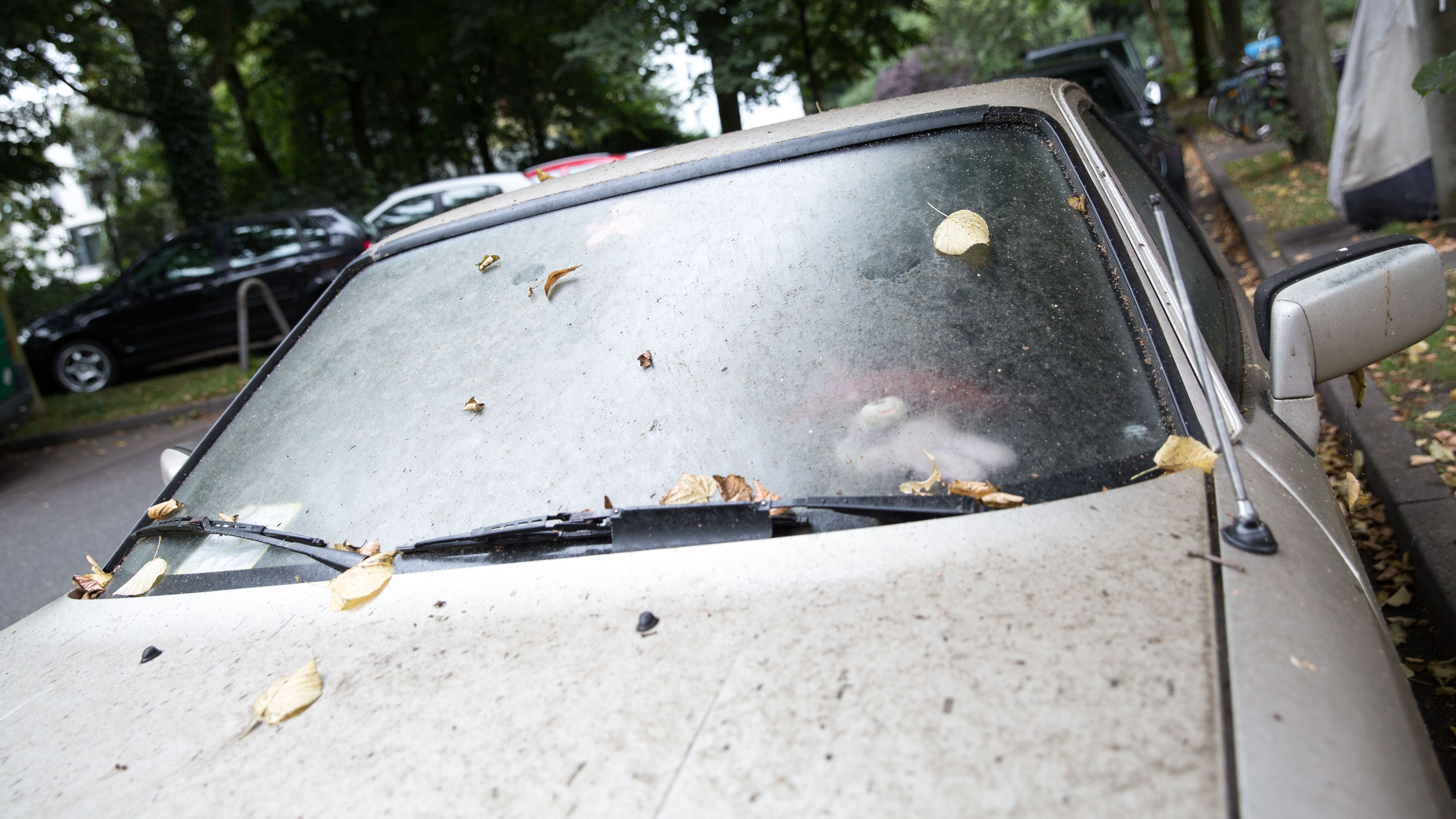 Klebeschicht auf Autos: Wie entfernt man Honigtau? | BR24