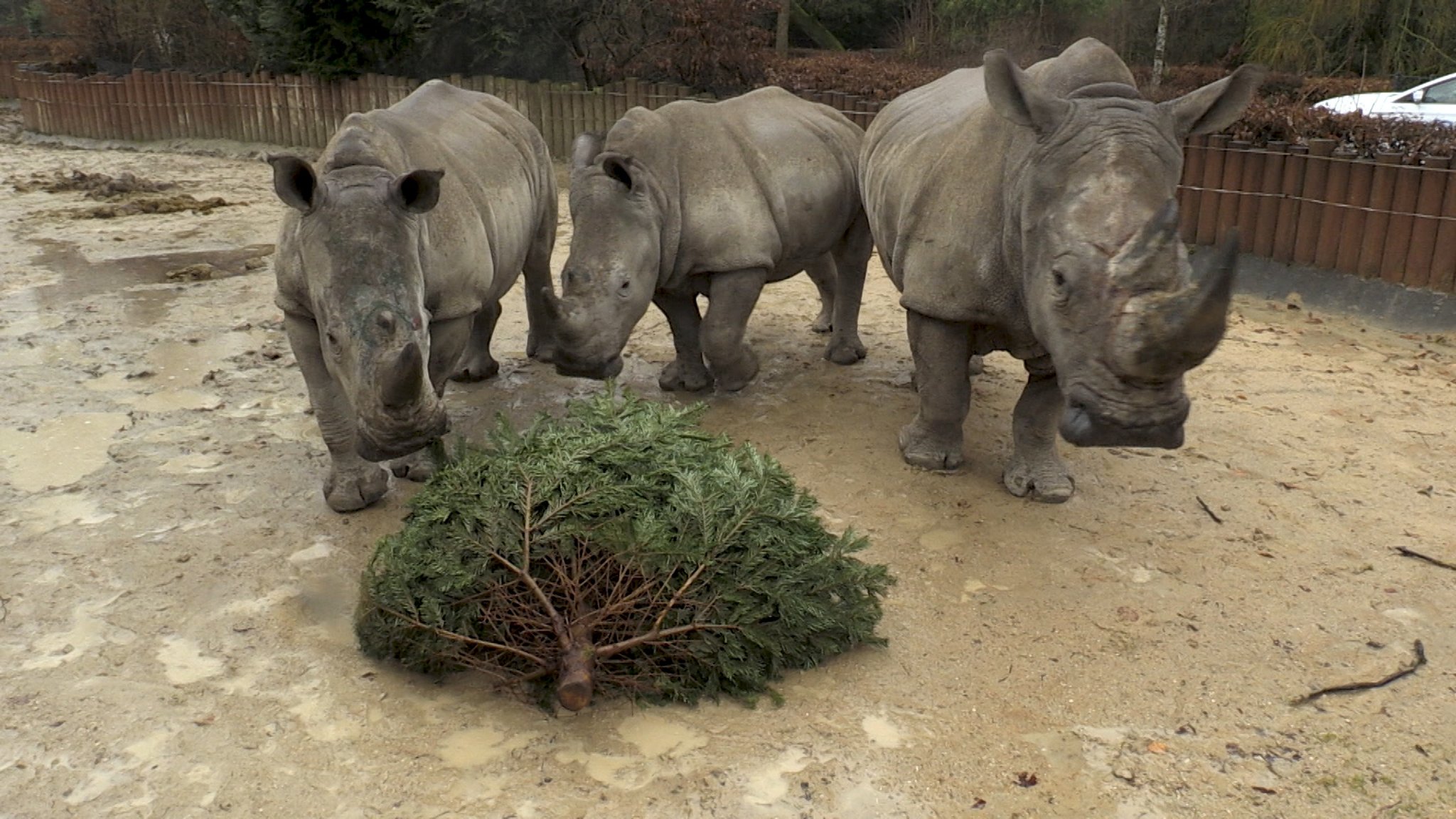 Tierischer Spaß in Augsburg: Christbaum-Verspeisung