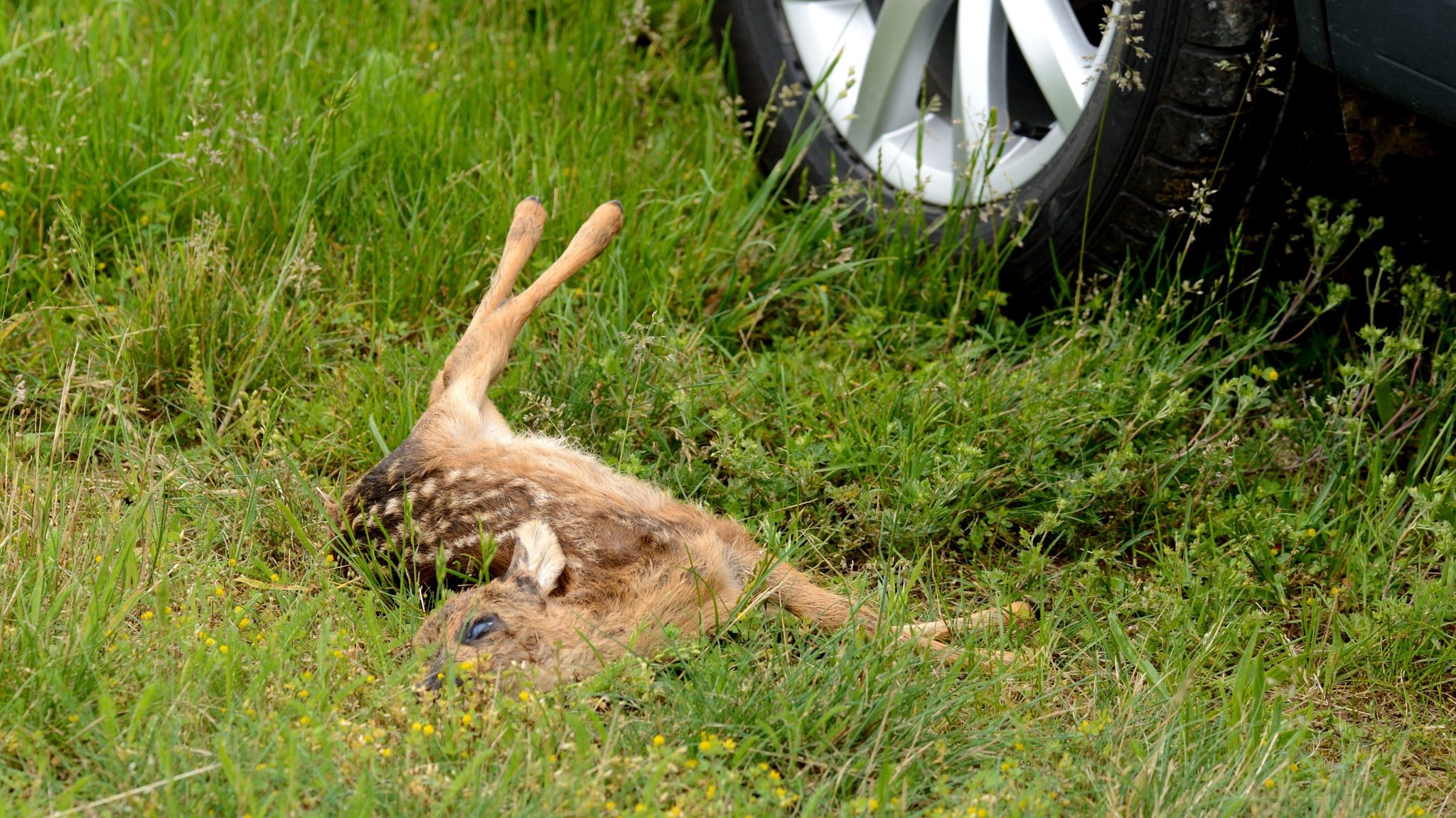 #Faktenfuchs: Was tun bei einem Wildunfall?