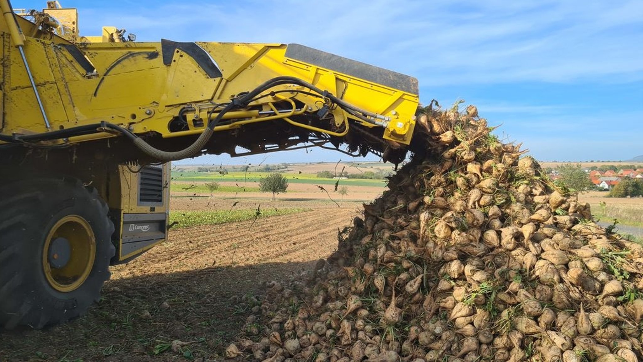 Zuckerrüben werden auf einem Feld mit einem Roder geerntet.