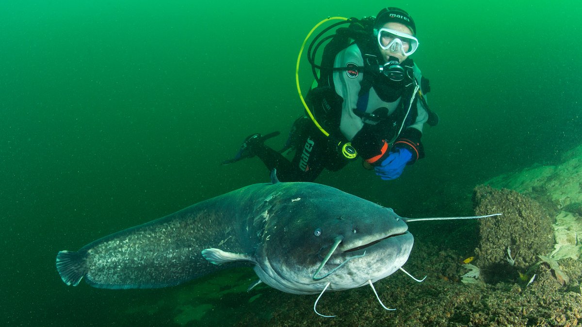 Keine Schönheit, aber grundsätzlich friedlich: Waller mit Taucher in der Aare, einem Schweizer Nebenfluss des Rheins