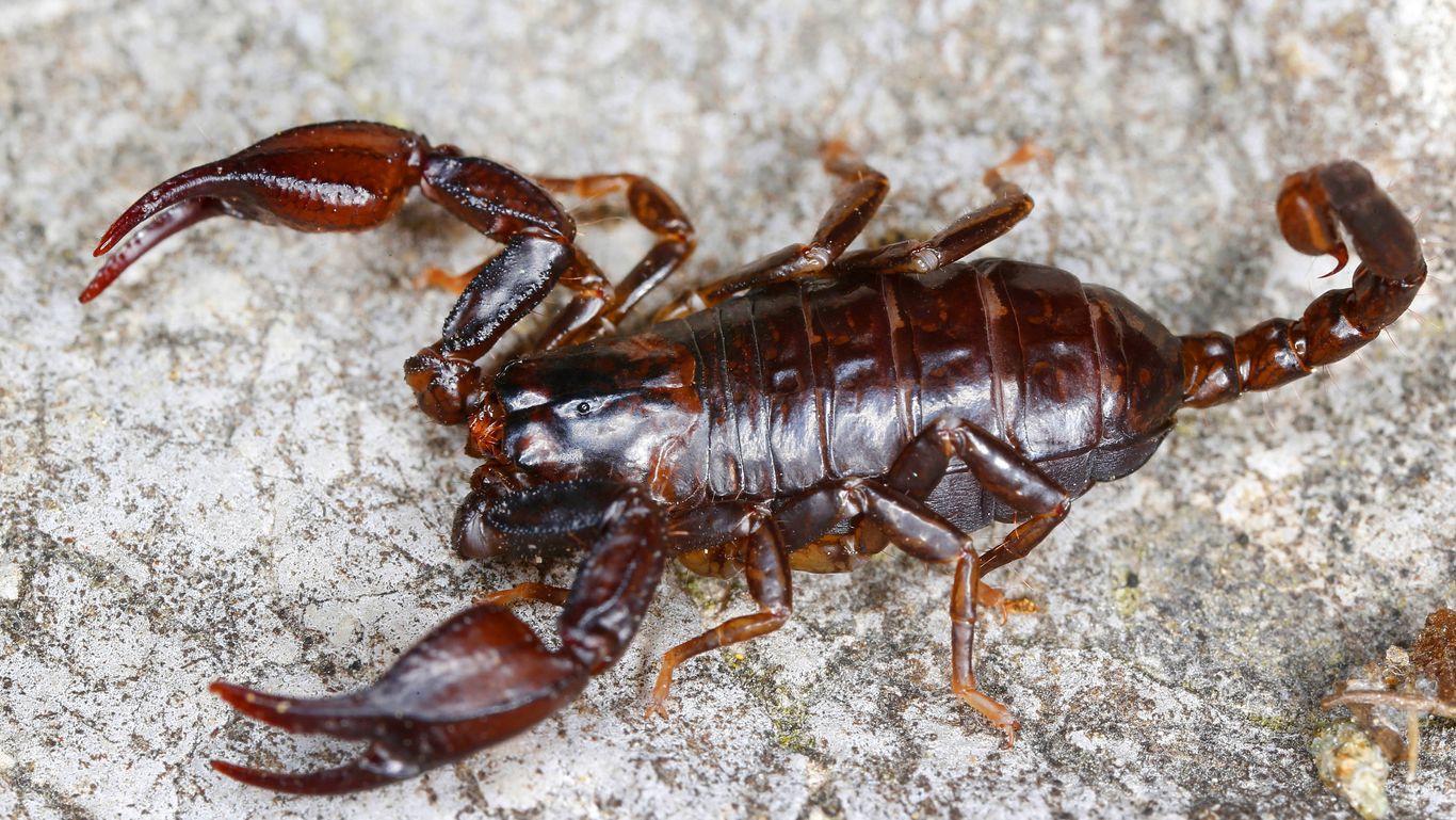 Sogenannter Alpenskorpion (Euscorpius germanus)