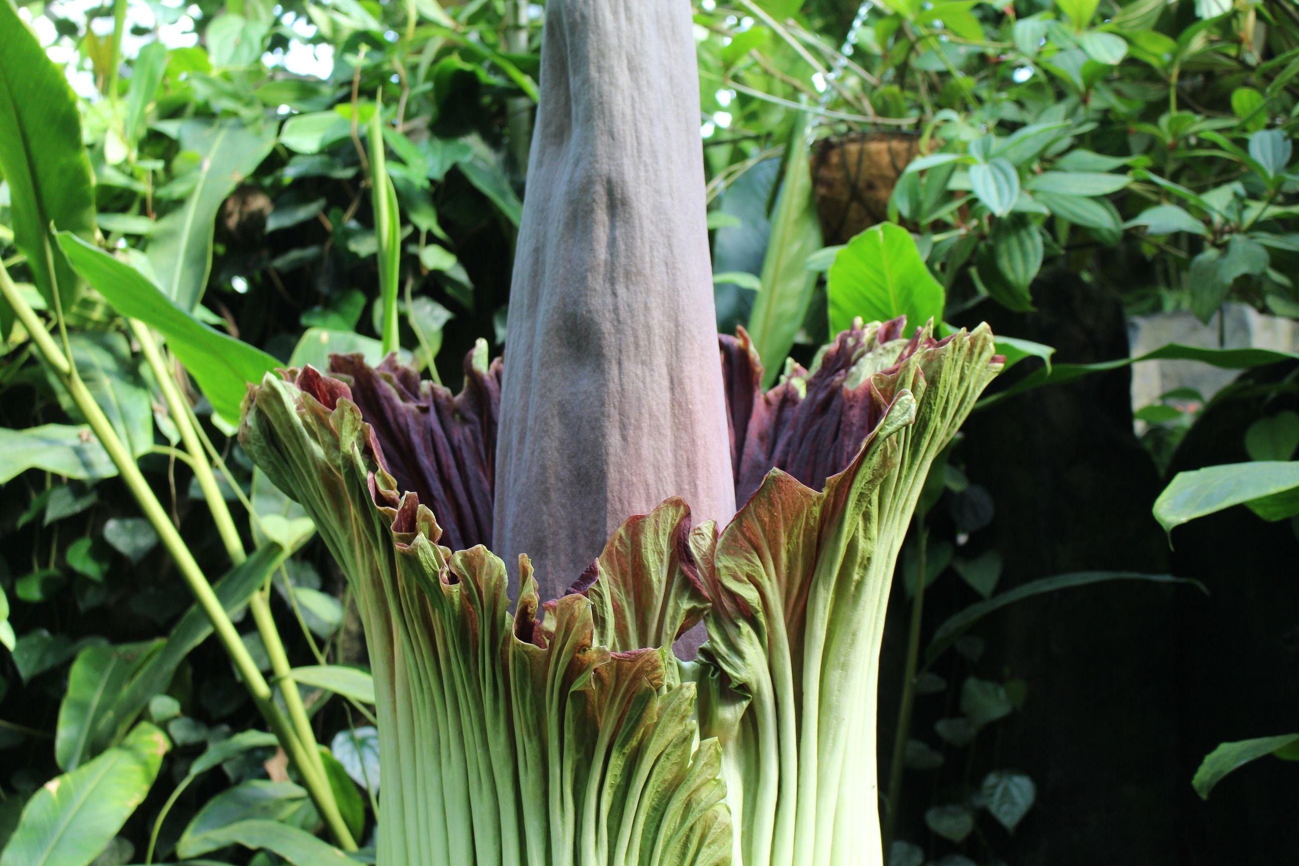Stinkendes Spektakel Titanwurz In Bayreuth Fangt An Zu Bluhen Br24