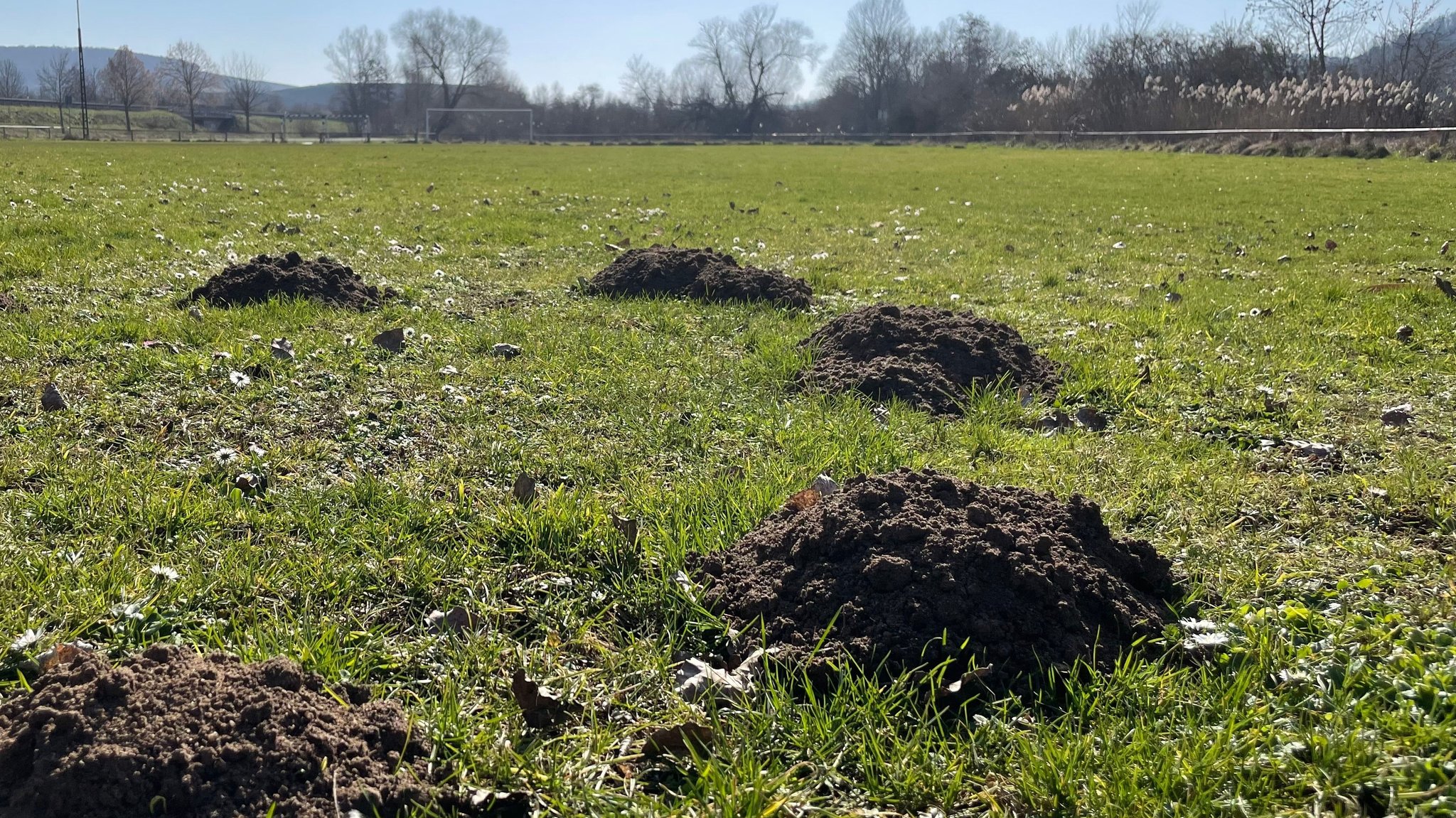 Maulwurfshügel auf einem Fußballplatz