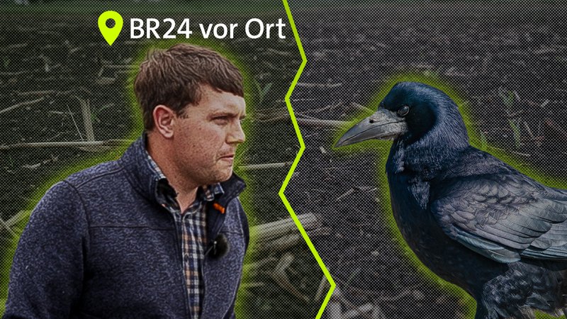 Collage: Landwirt Sebastian Frey steht einer Saatkrähe gegenüber und schaut ihr wütend in die Augen, im Hintergrund sein leergefressenes Feld. | Bild: picture alliance: Torsten Sukrow / SULUPRESS.DE | BR/J. Kummert I Montage: BR/R. Kisiela Collage: Landwirt Sebastian Frey steht einer Saatkrähe gegenüber und schaut ihr wütend in die Augen, im Hintergrund sein leergefressenes Feld.