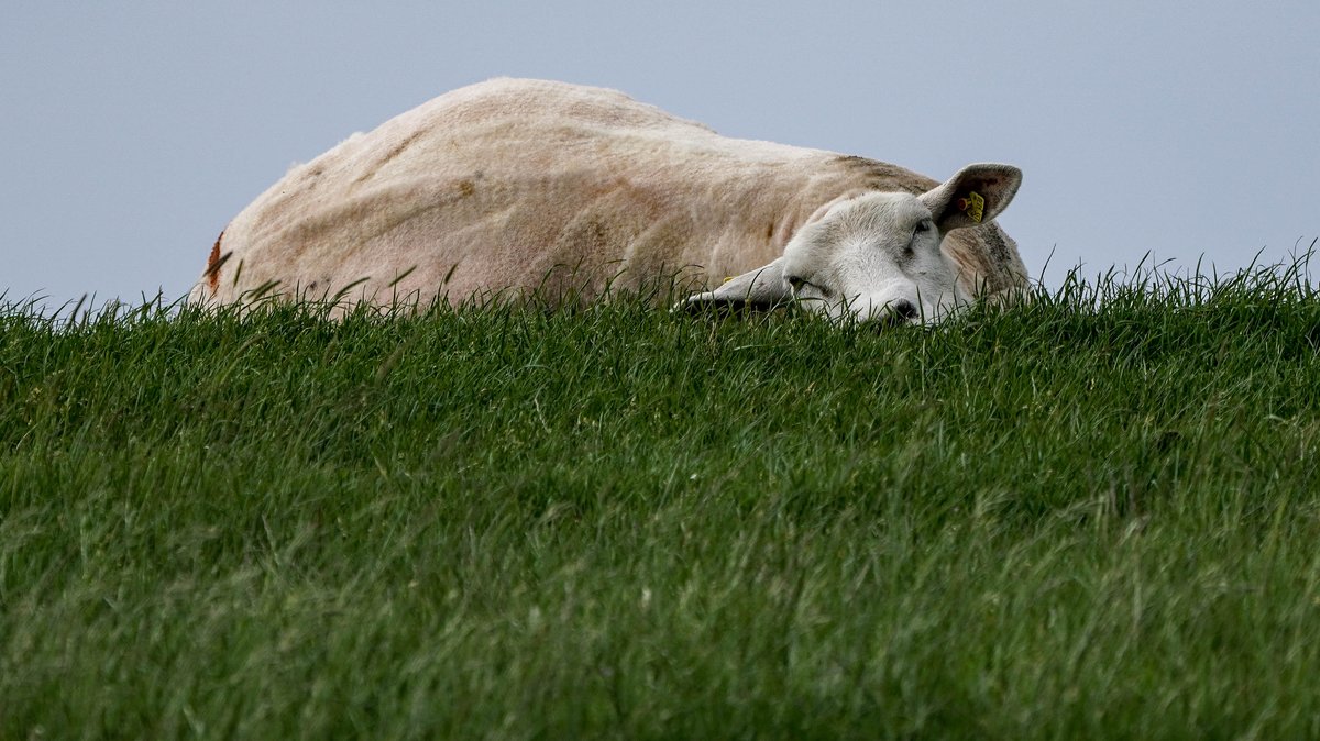 Kälteeinbruch im Frühsommer: Schafskälte pünktlich am Start