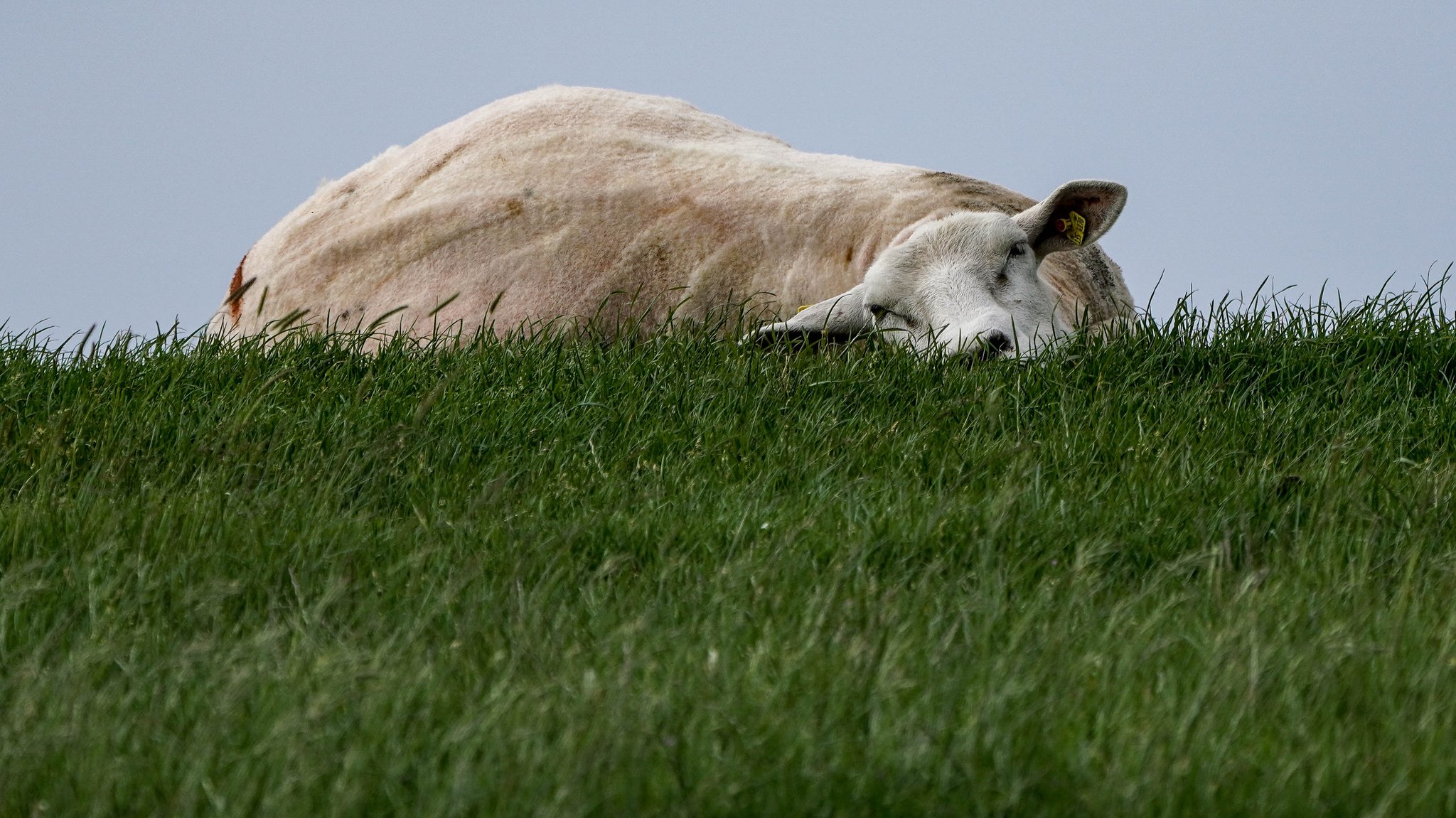 Ein geschorenes Schaf liegt auf der Wiese