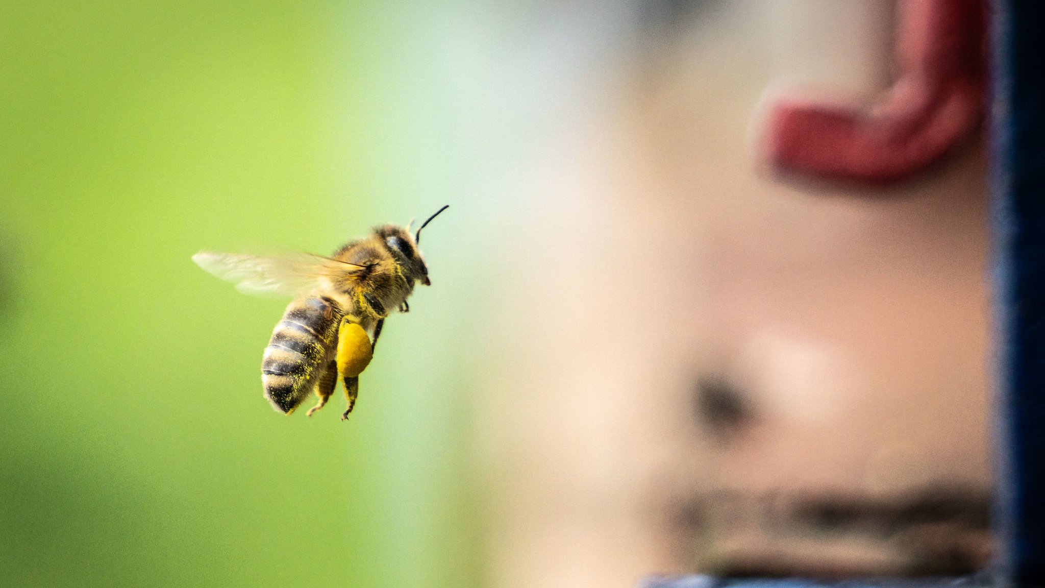 Biene mit Blütenpollen auf dem Weg zum Bienenstock