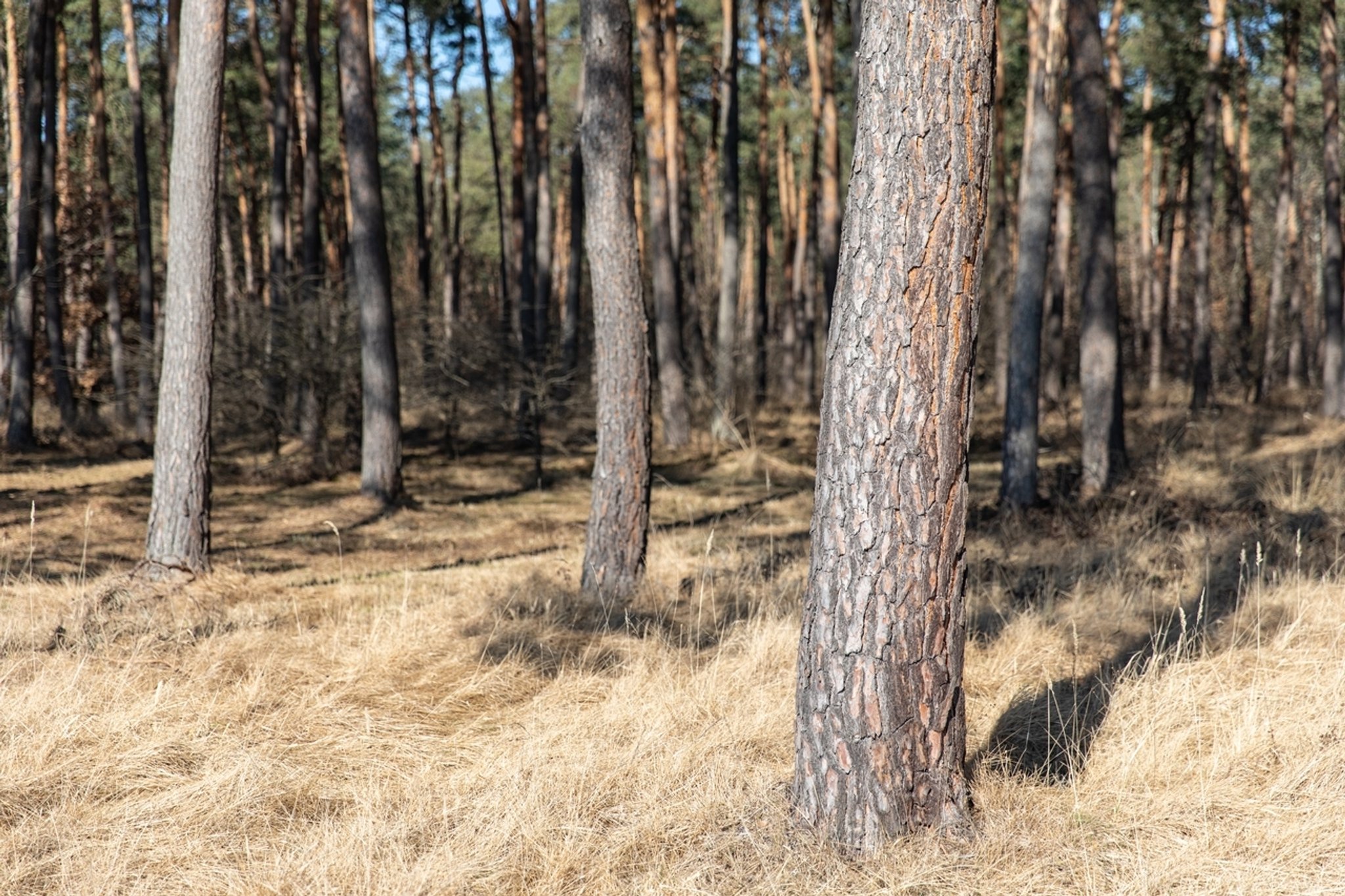 Trockenstress für Bäume: Herbst schon im August?