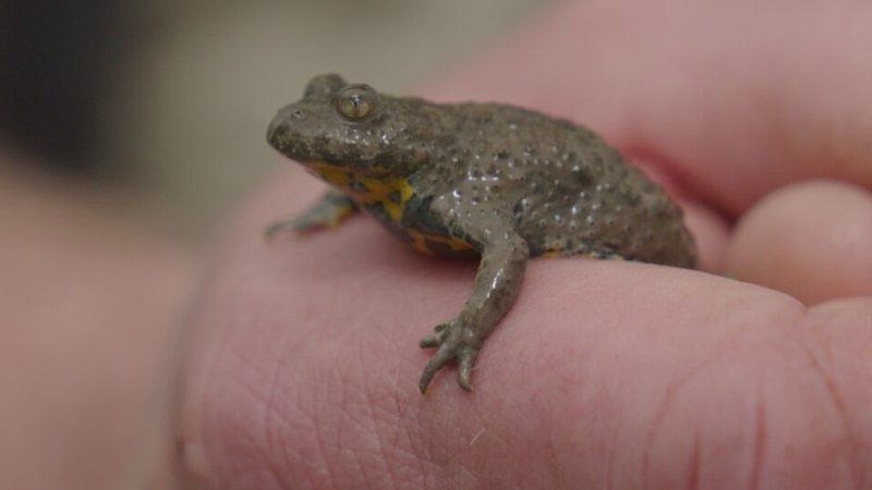 Eine Gelbbauchunke auf einer Hand | Bild: BR/Michael Mirwald Eine Gelbbauchunke auf einer Hand